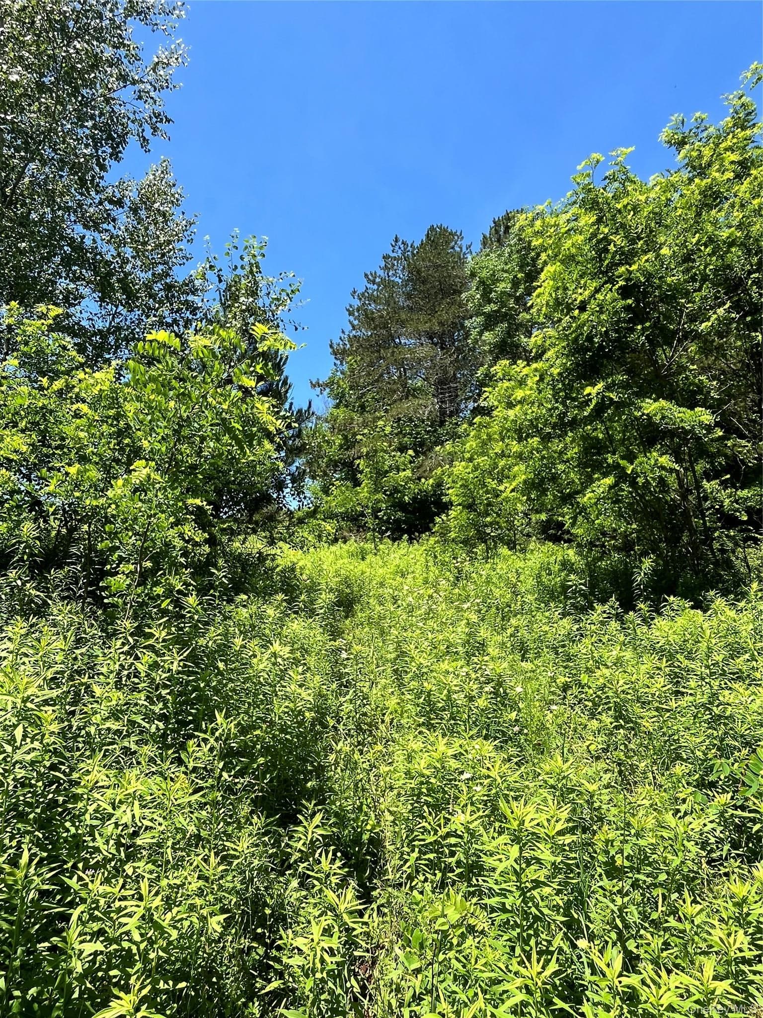 Lower Pond Dahlia Road thumbnail 19