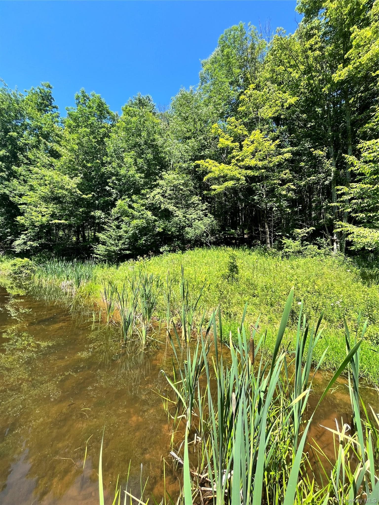 Upper Pond Dahlia Road thumbnail 9