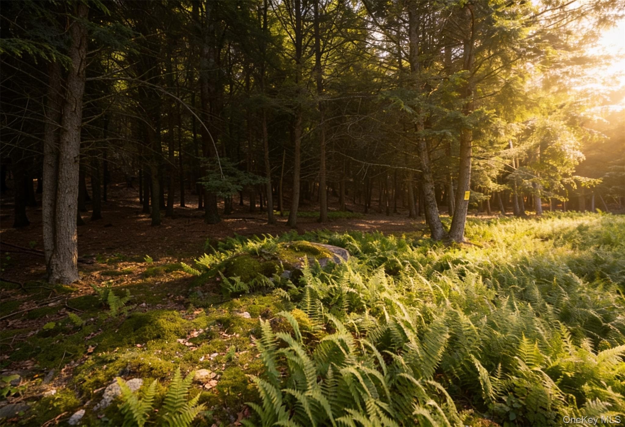 Lot 5 Timber Drive thumbnail 3