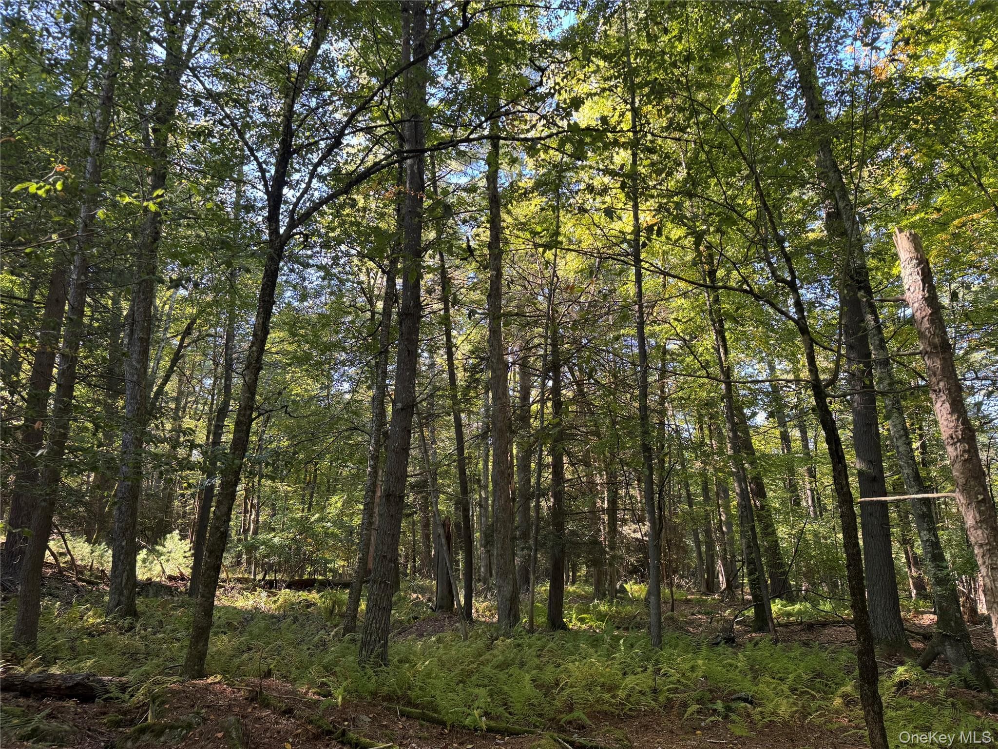 lot 1 Chapin Trail thumbnail 7