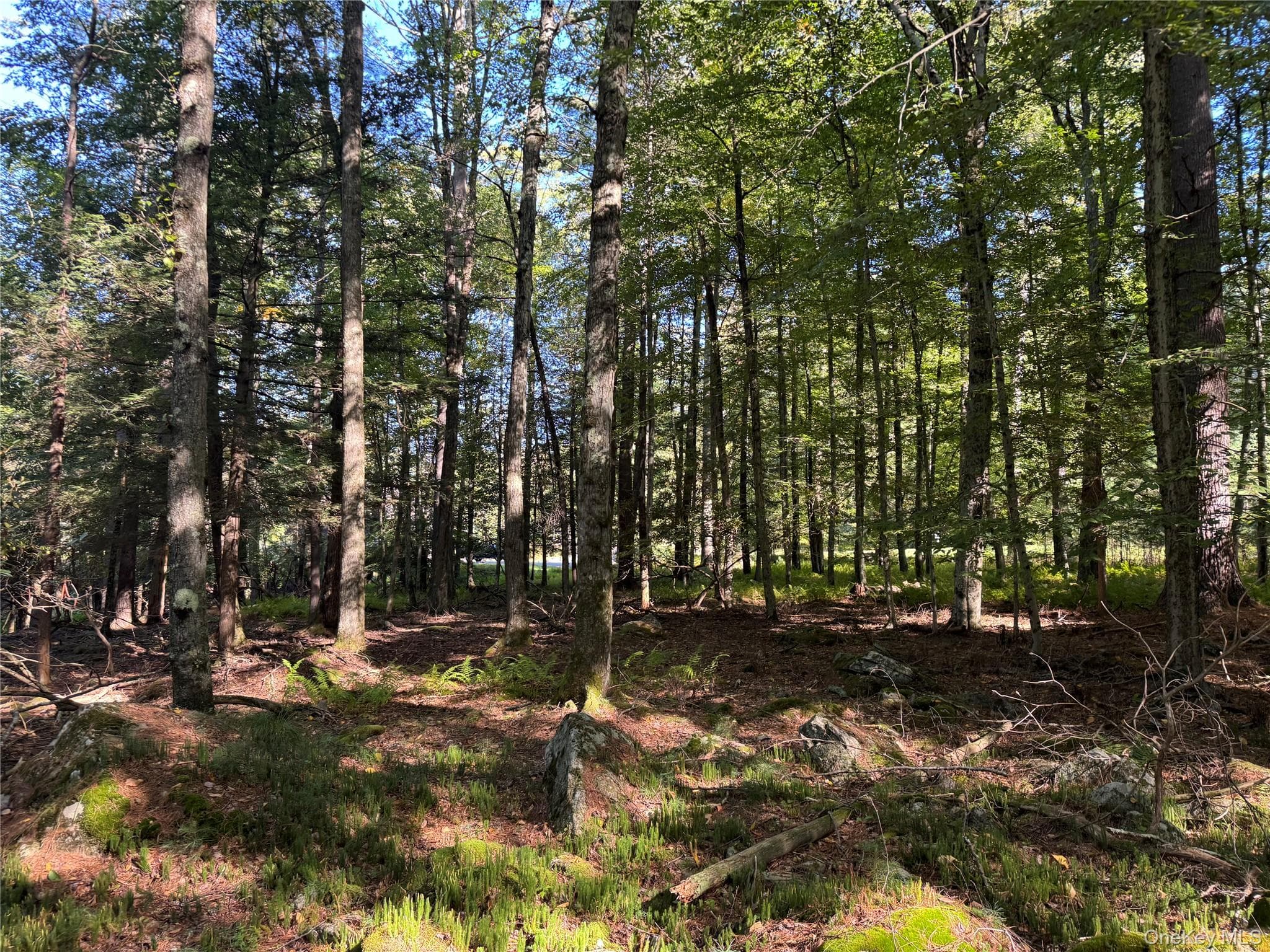 lot 1 Chapin Trail thumbnail 11