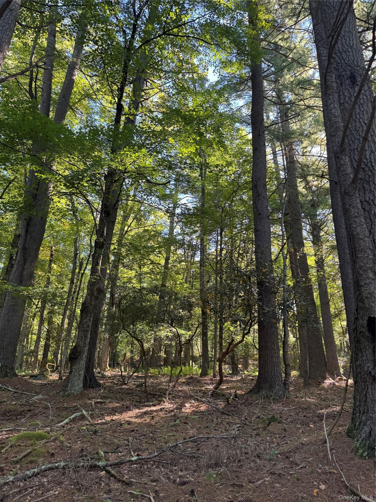 lot 1 Chapin Trail thumbnail 15