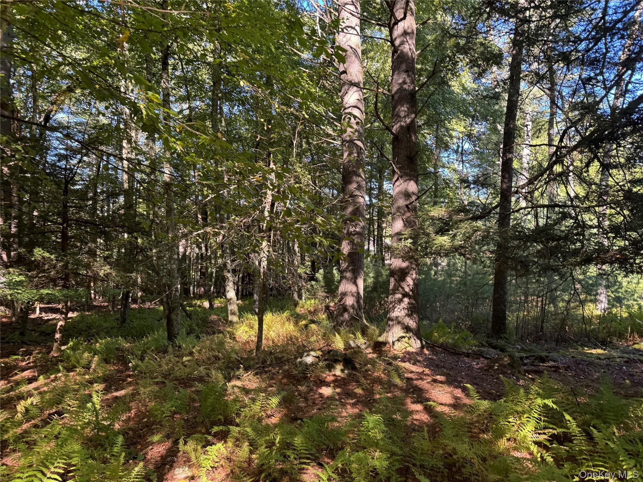 lot 1 Chapin Trail thumbnail 6