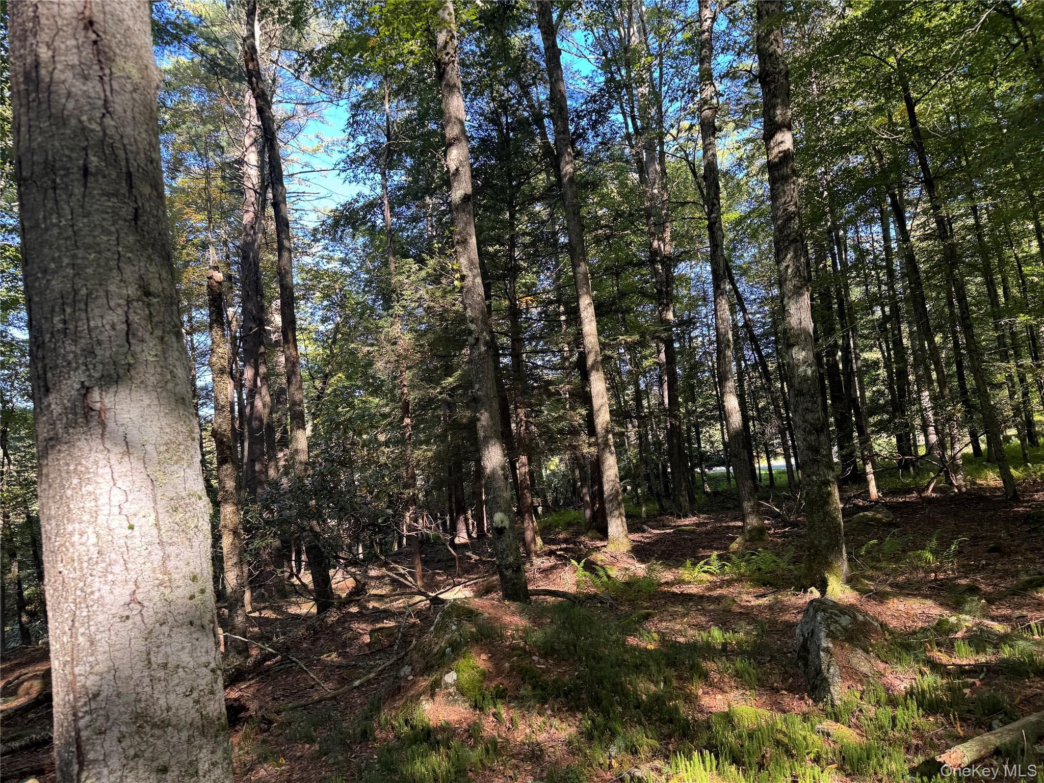 lot 1 Chapin Trail thumbnail 12