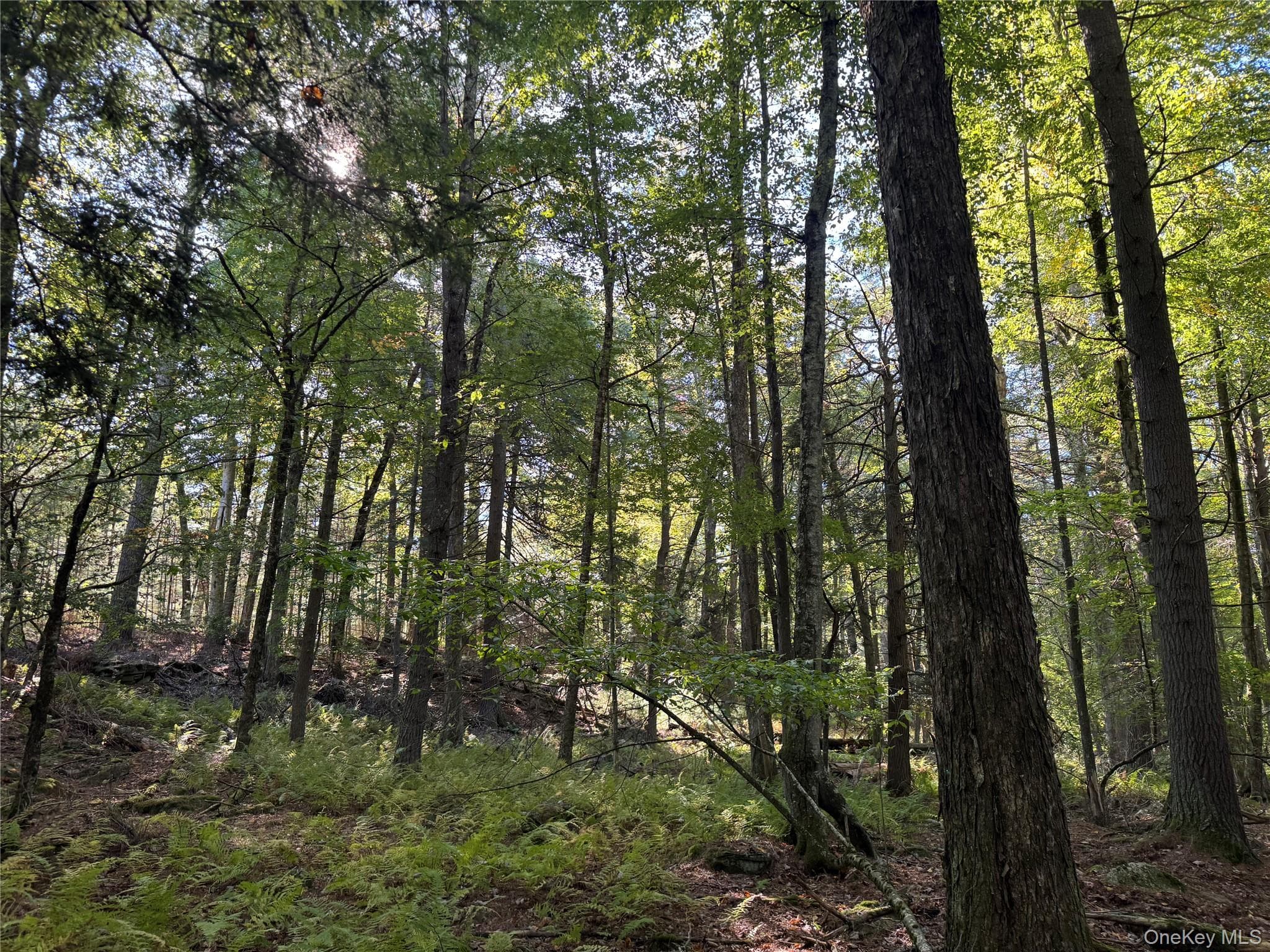 lot 1 Chapin Trail thumbnail 10