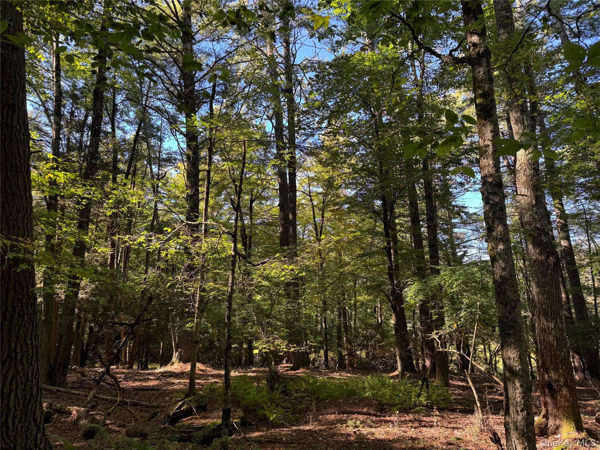 lot 1 Chapin Trail thumbnail 27