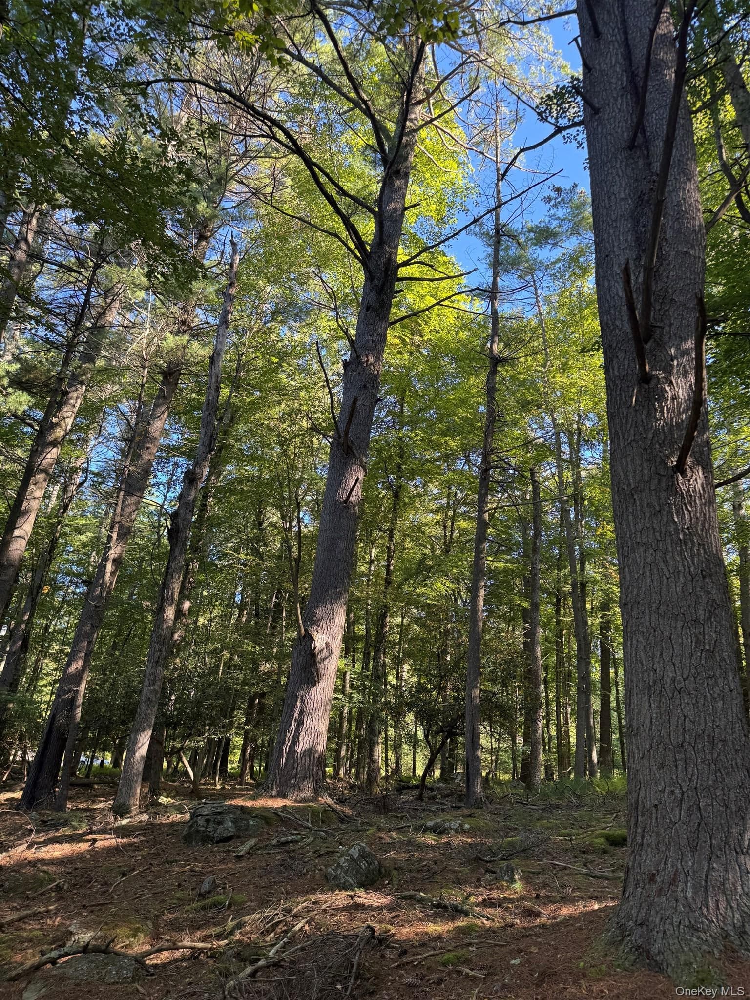 lot 1 Chapin Trail thumbnail 17