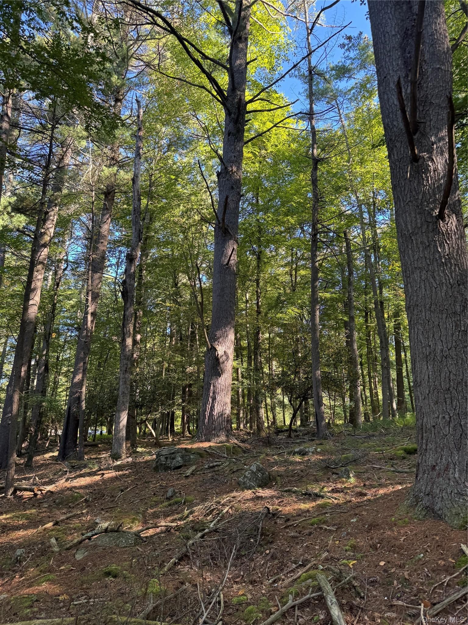 lot 1 Chapin Trail thumbnail 16