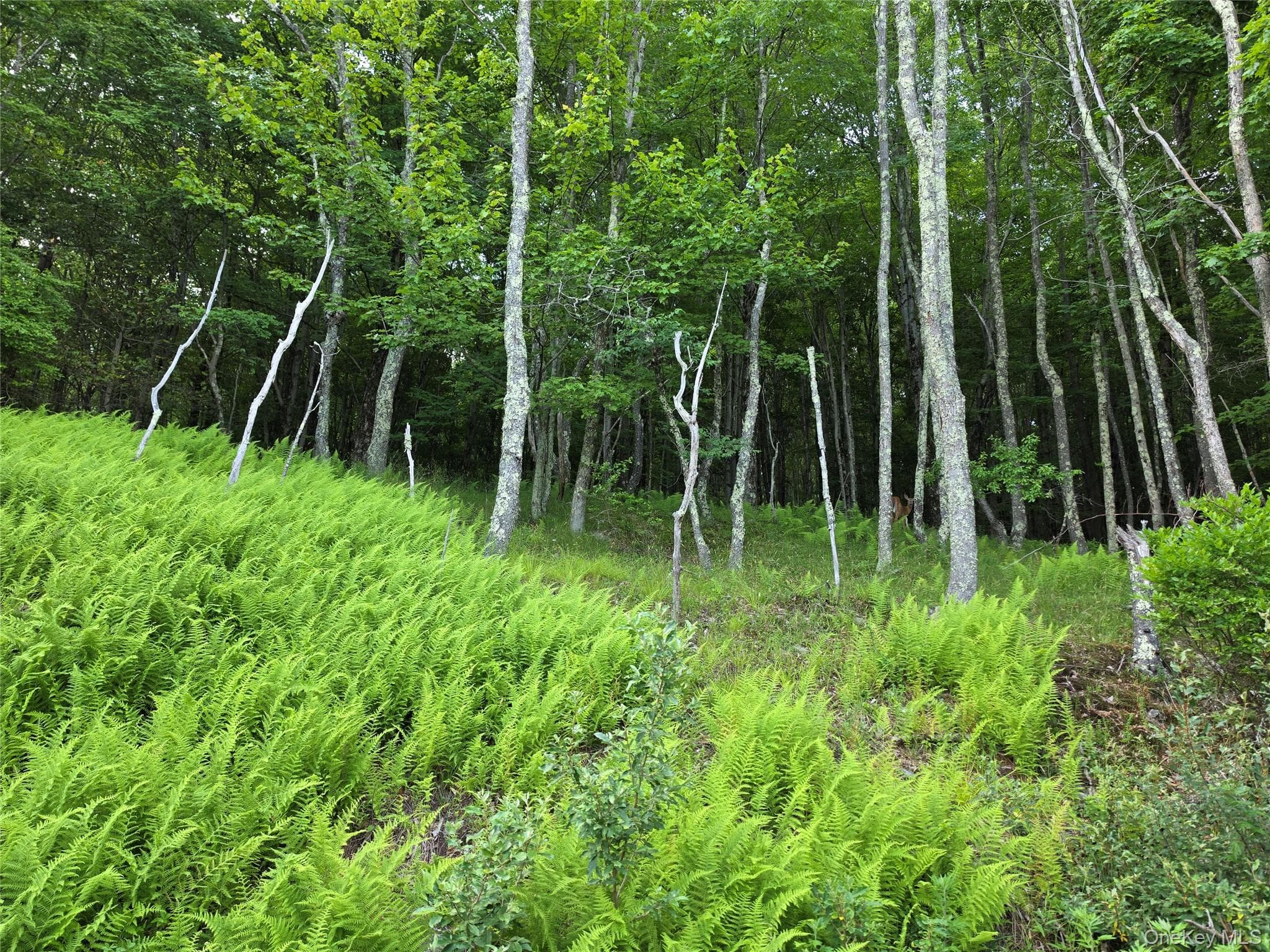 TBD Timberwolf Road thumbnail 11