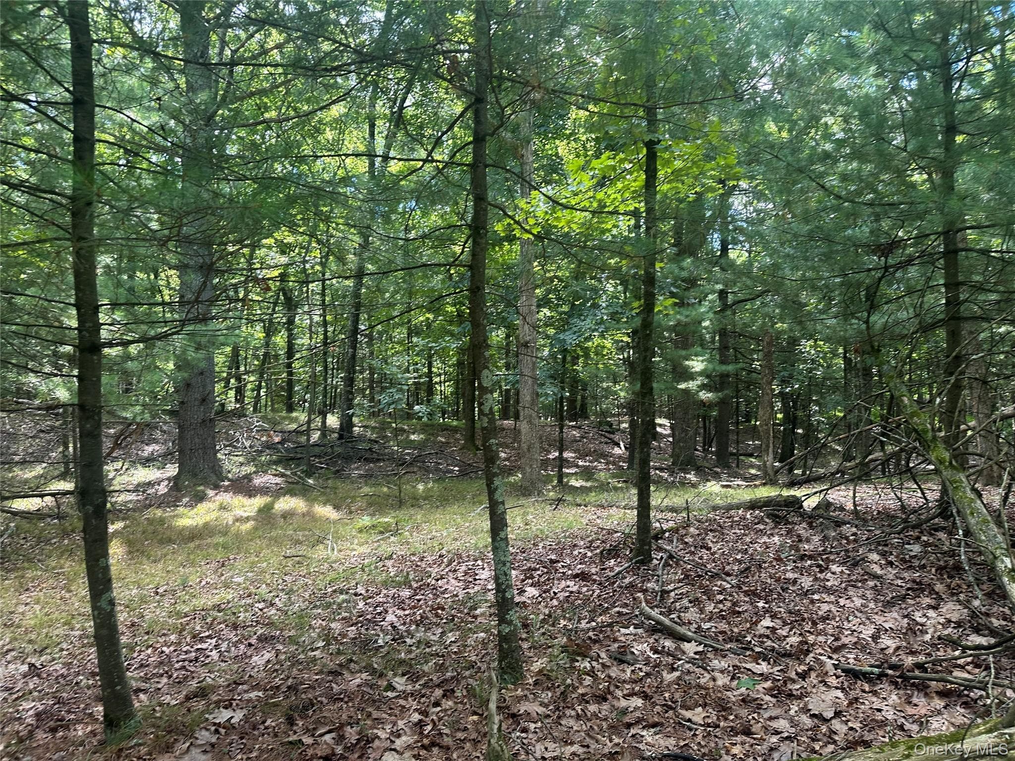 Cedar Drive thumbnail 10