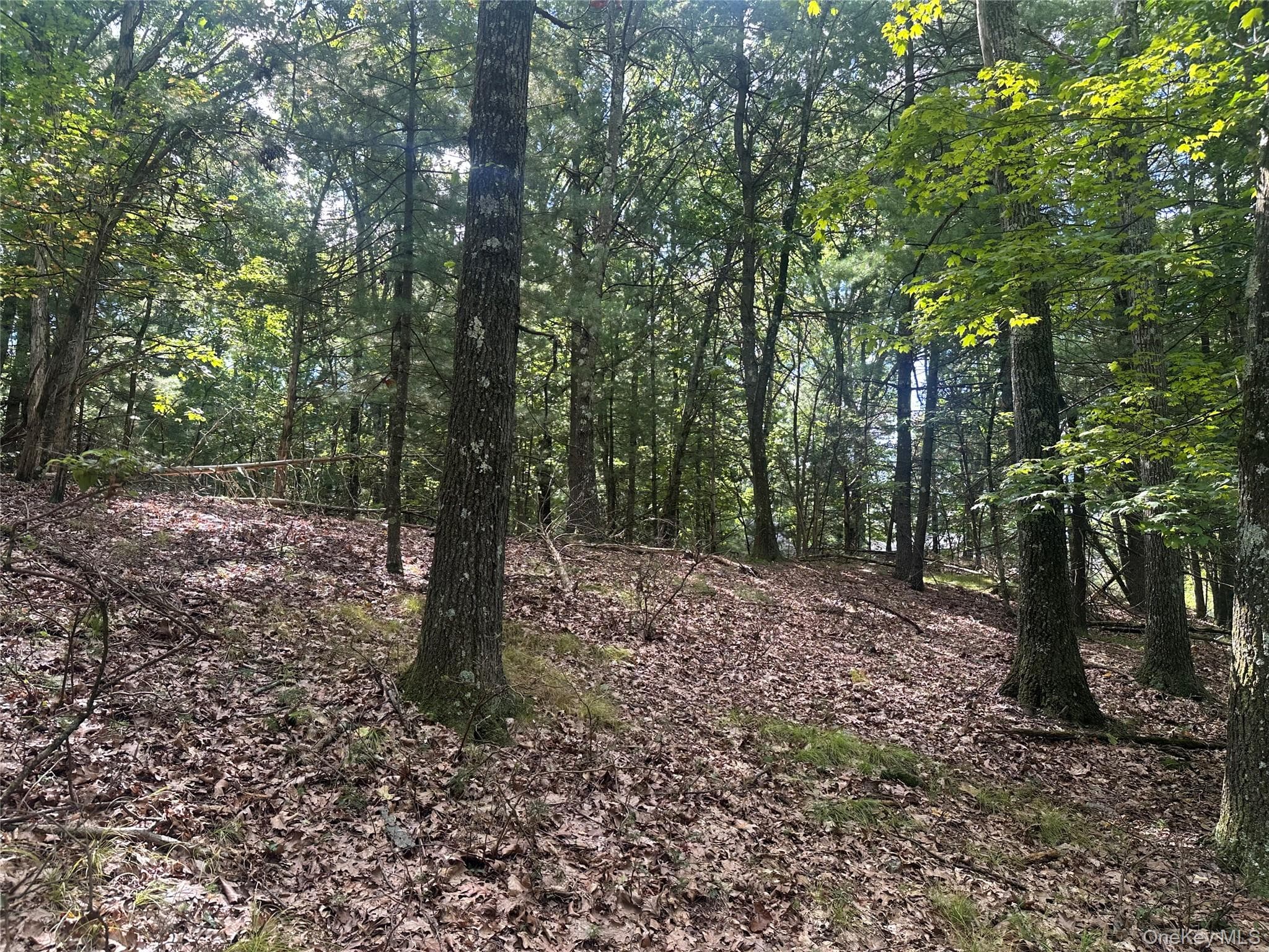 Cedar Drive thumbnail 7
