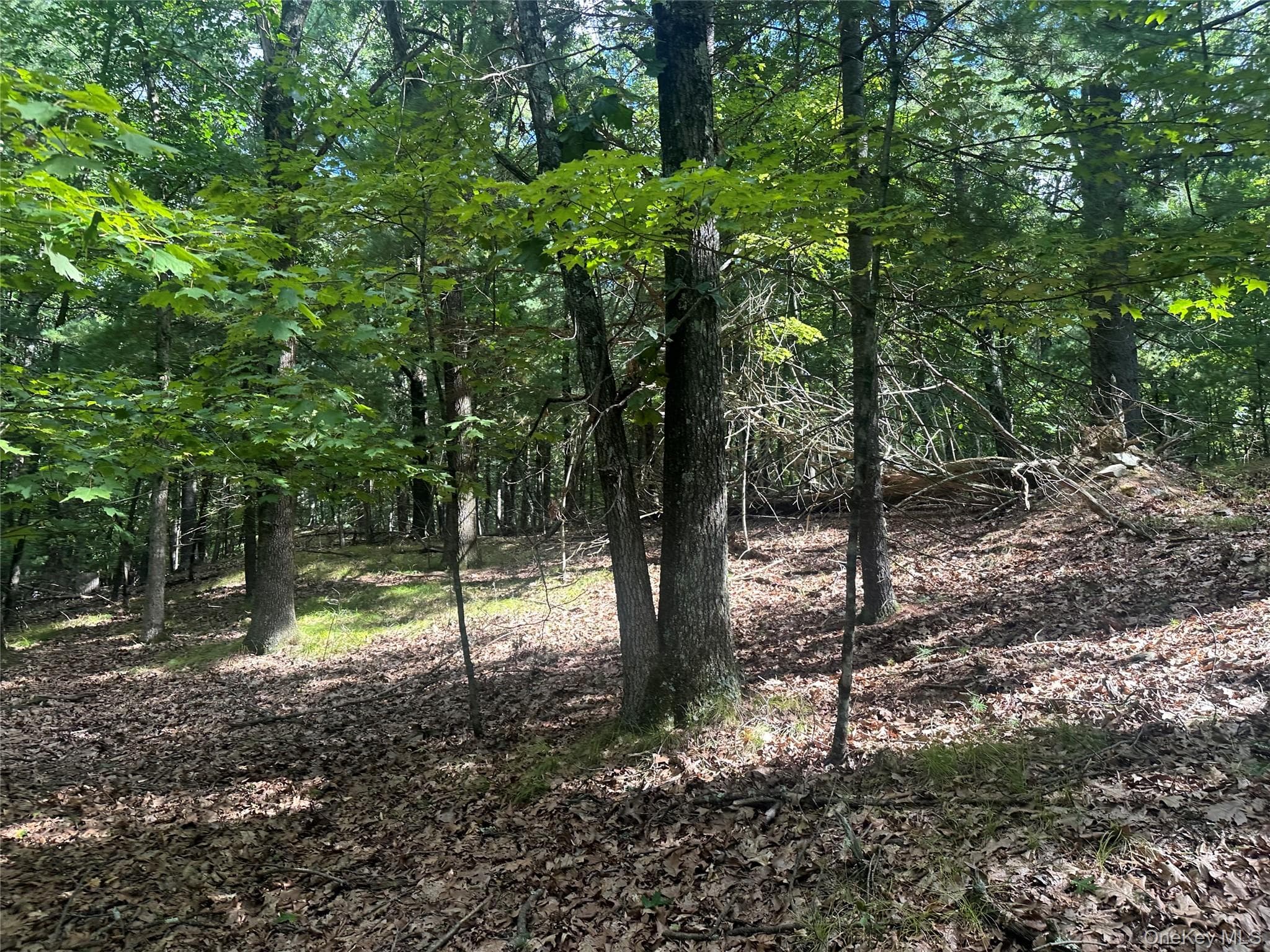 Cedar Drive thumbnail 6