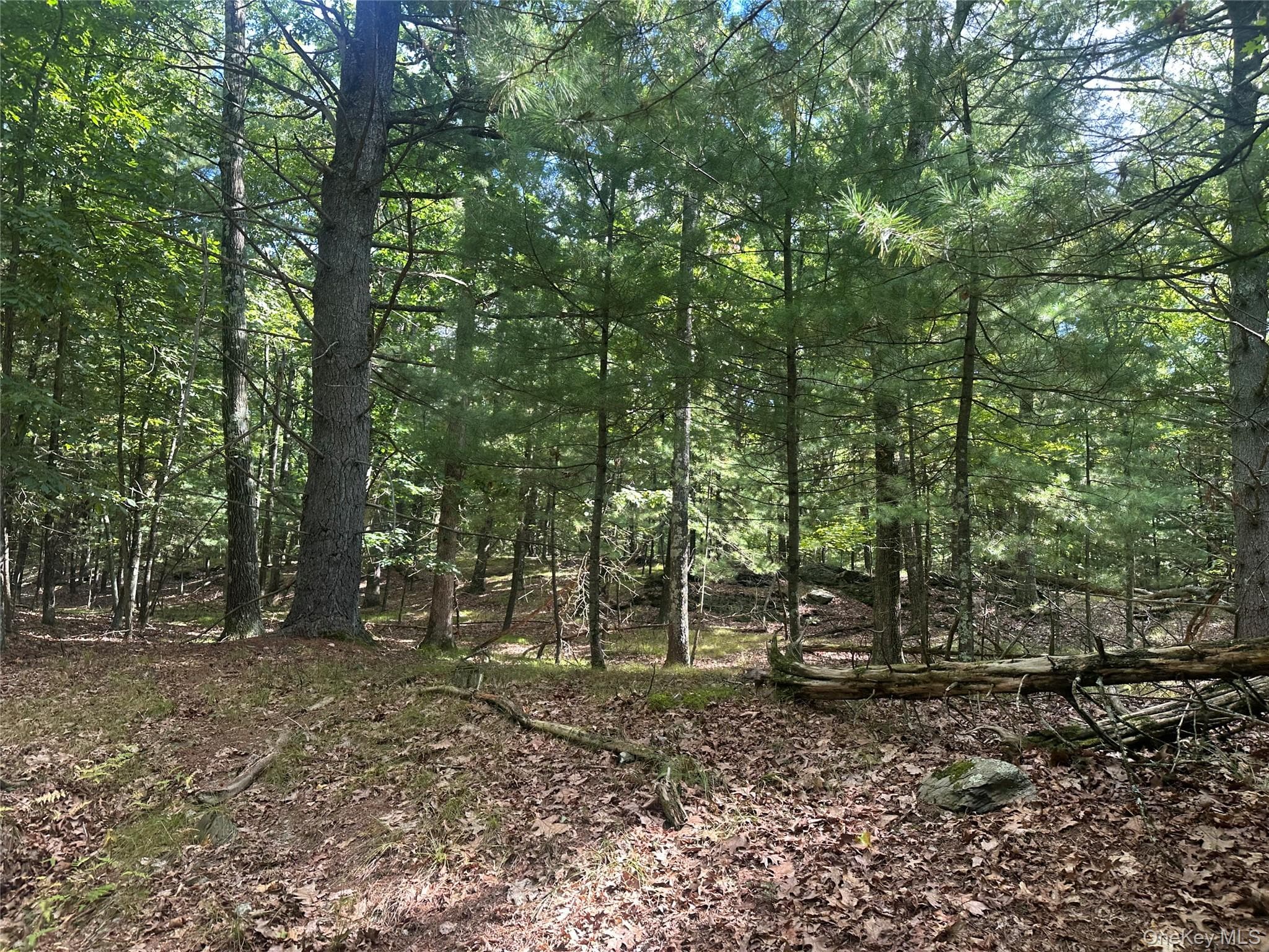 Cedar Drive thumbnail 8
