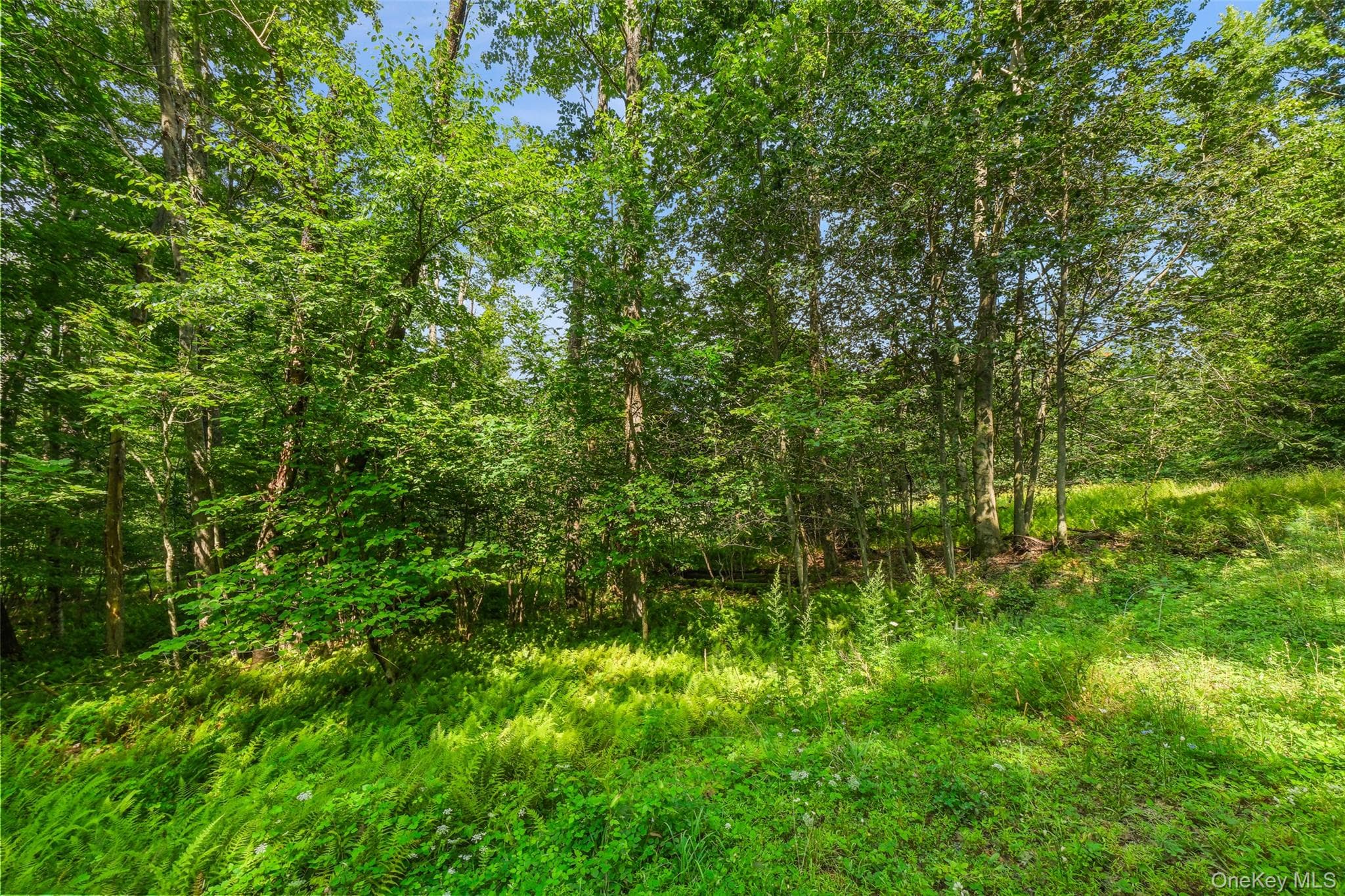Oak Ridge Road thumbnail 19
