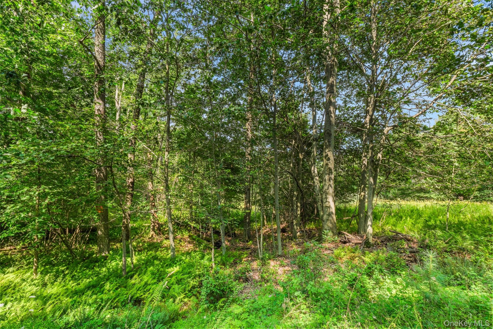 Oak Ridge Road thumbnail 21