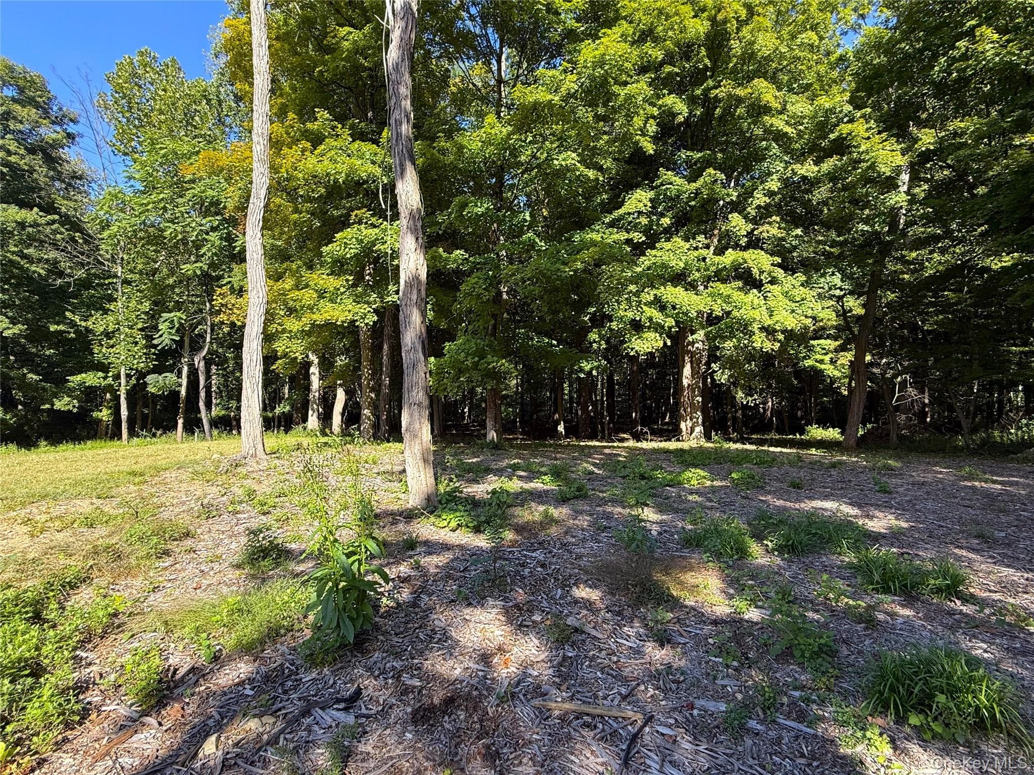 79 Cortlandt Avenue thumbnail 35