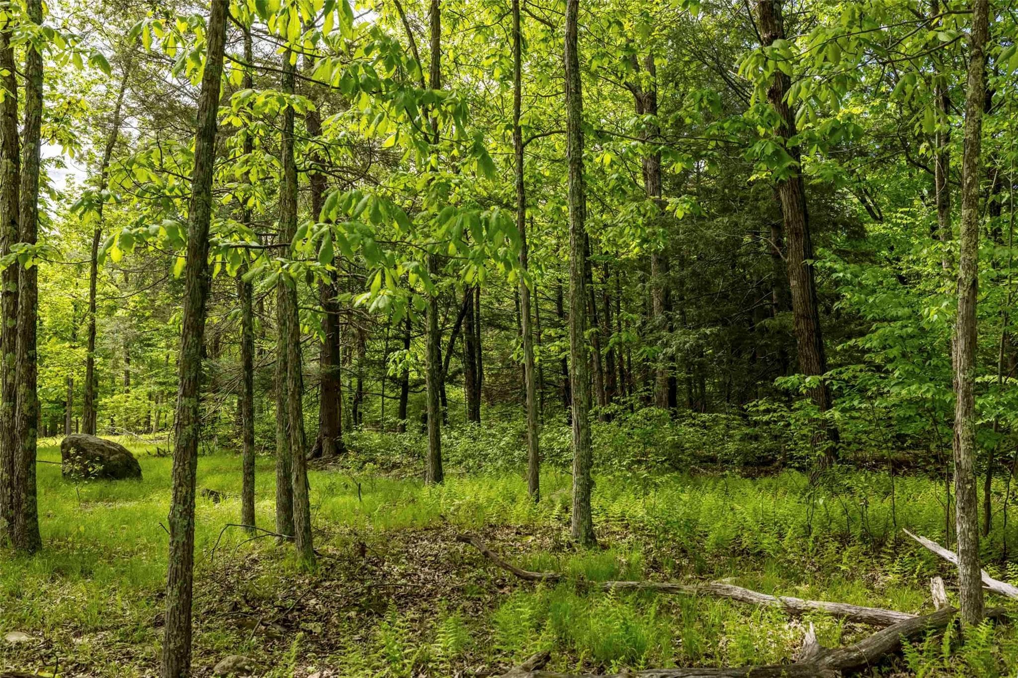 8 Forest Camp Road thumbnail 11