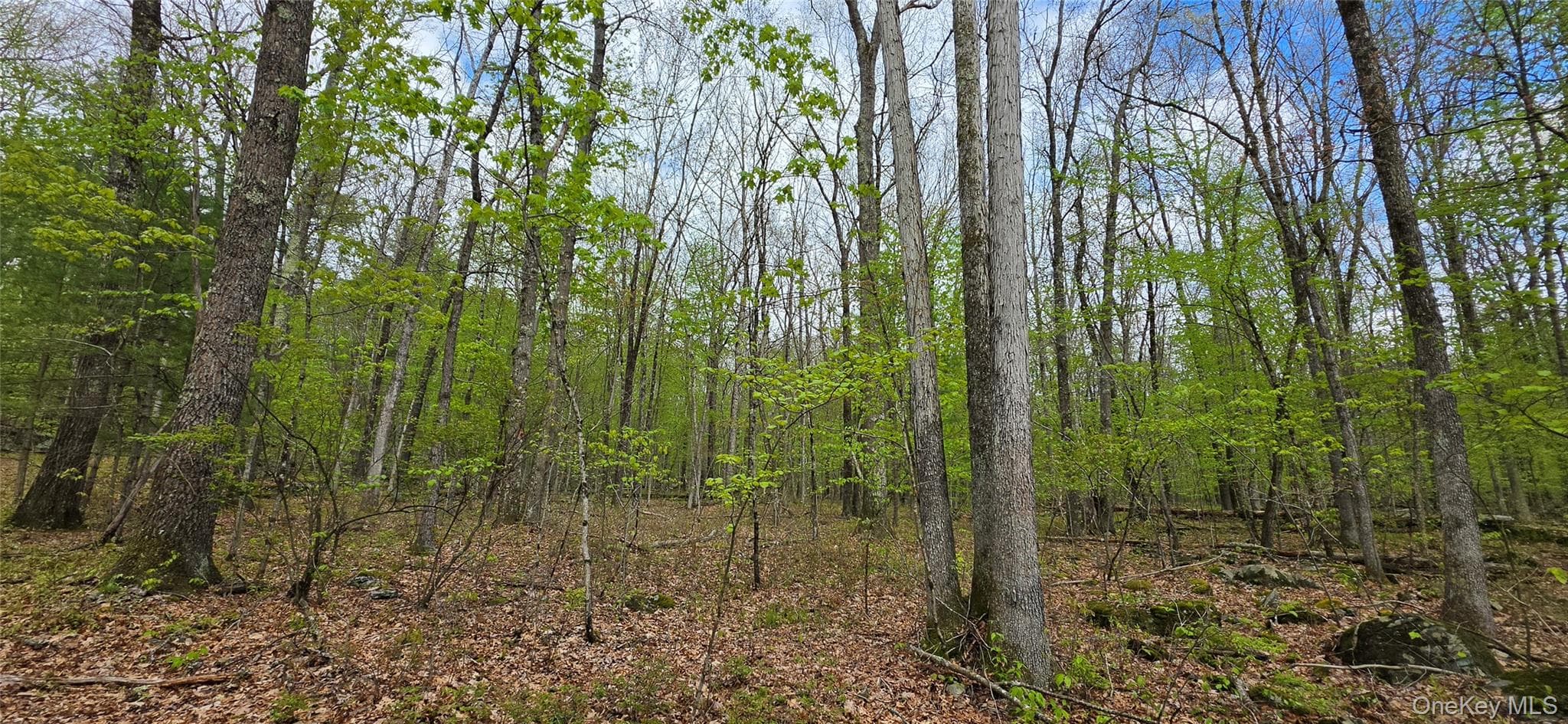 Lot 23.21 State Route 97 thumbnail 6