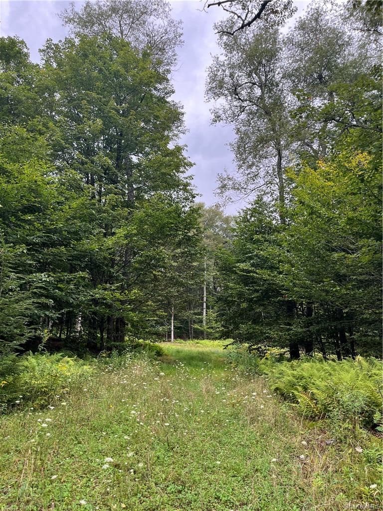 34 Black Bear Crossing thumbnail 5