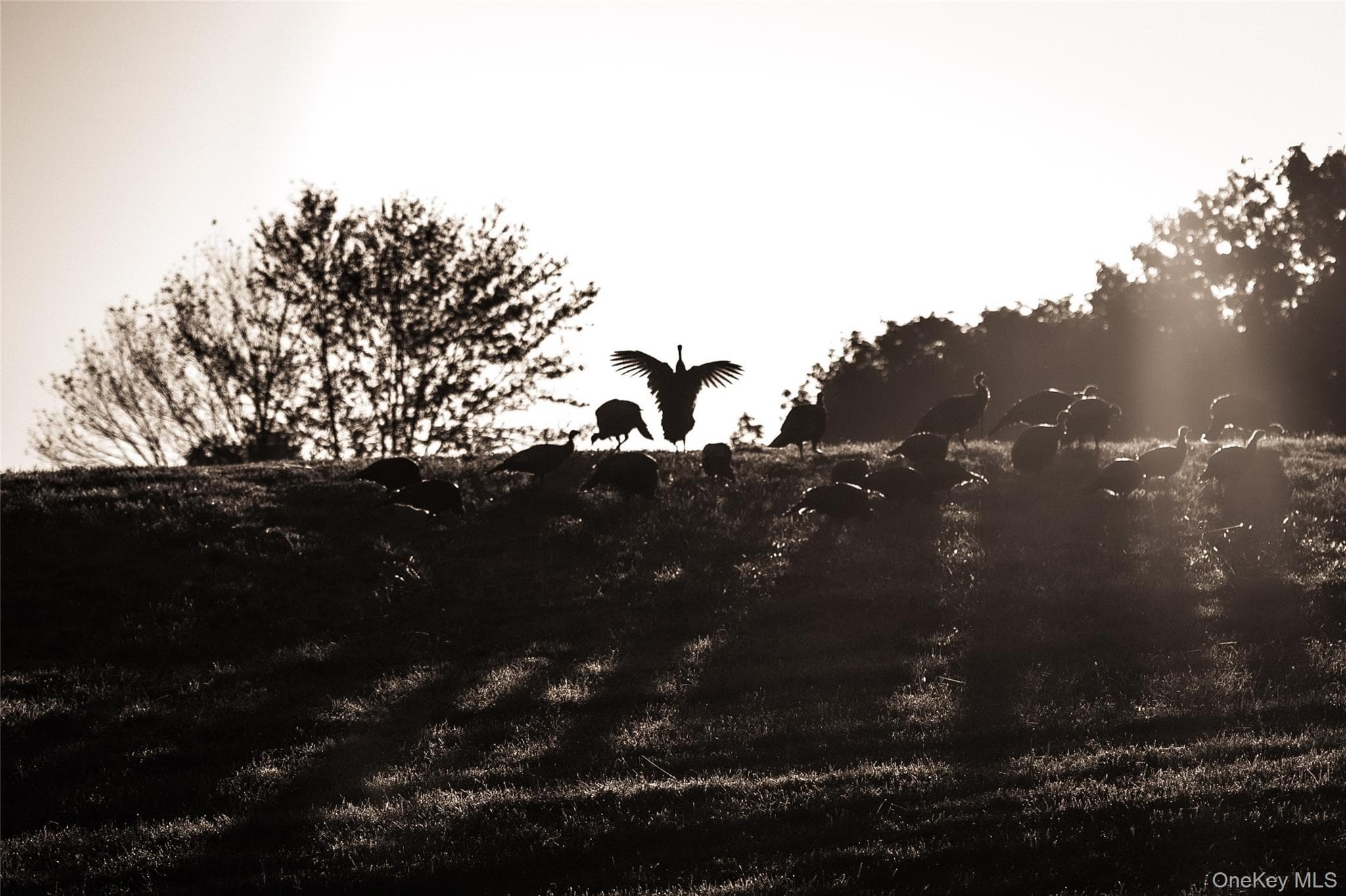 Ruskey Lane thumbnail 14