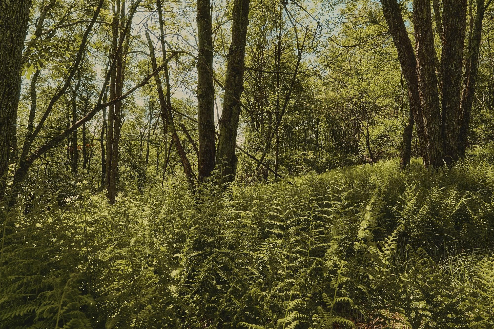 00 Benton Hollow RD thumbnail 7