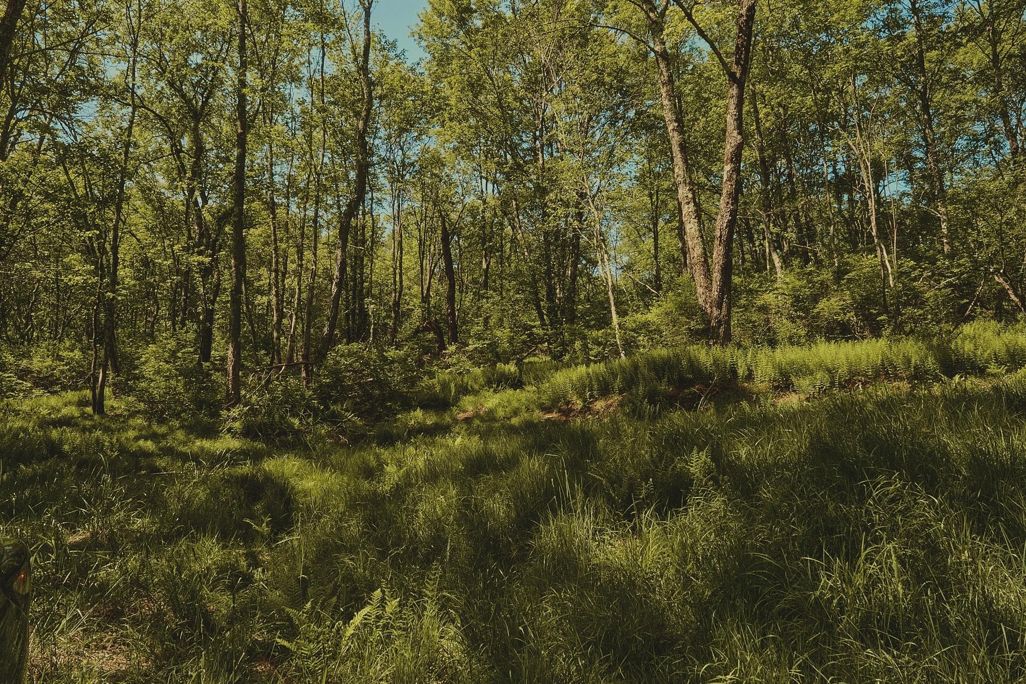 00 Benton Hollow RD thumbnail 8