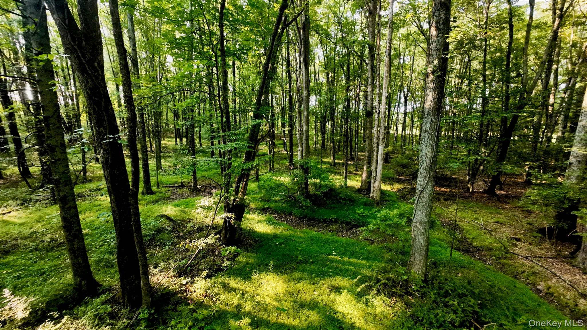 109 White Birch Lane thumbnail 8