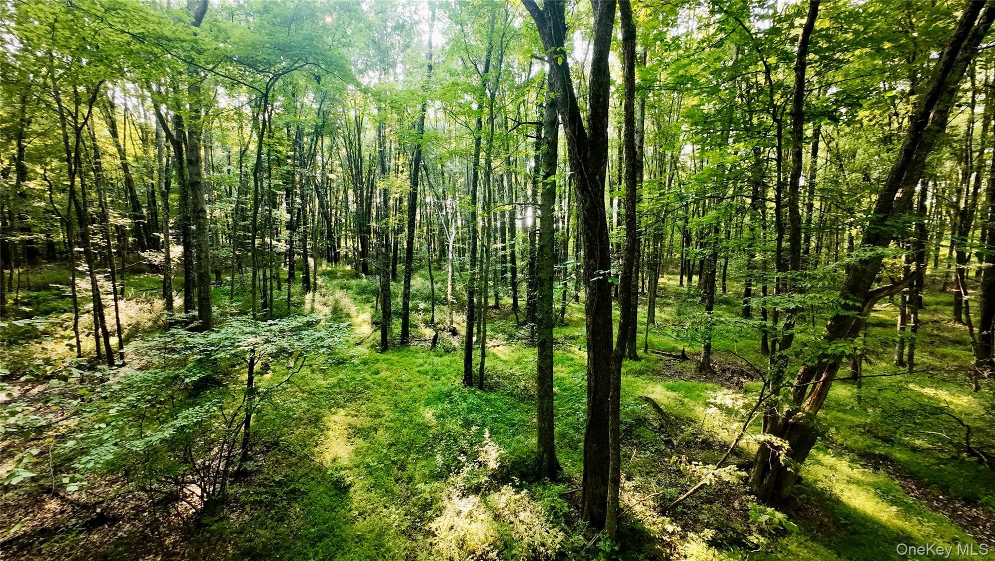 109 White Birch Lane thumbnail 9