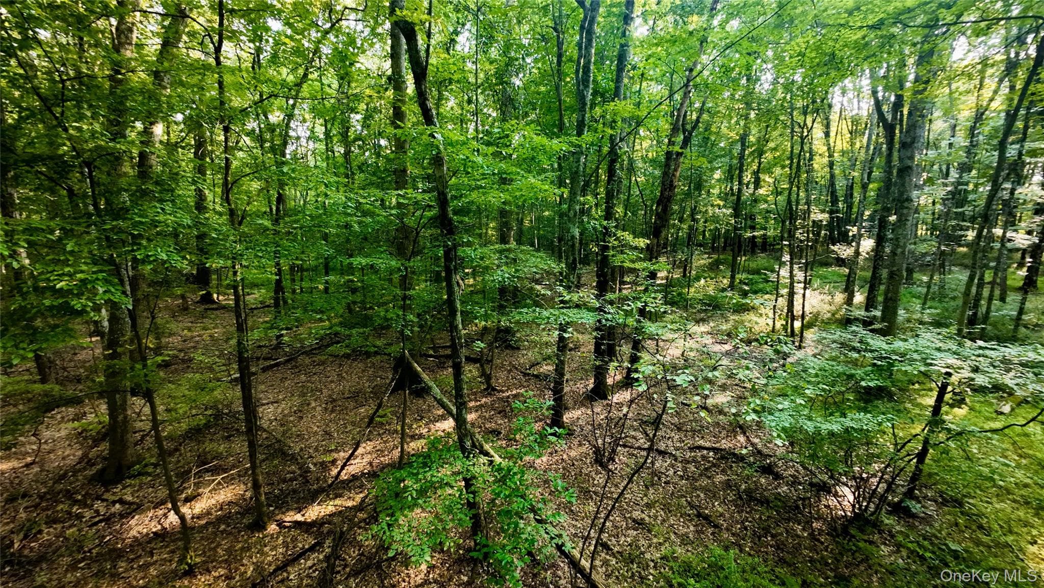109 White Birch Lane thumbnail 10