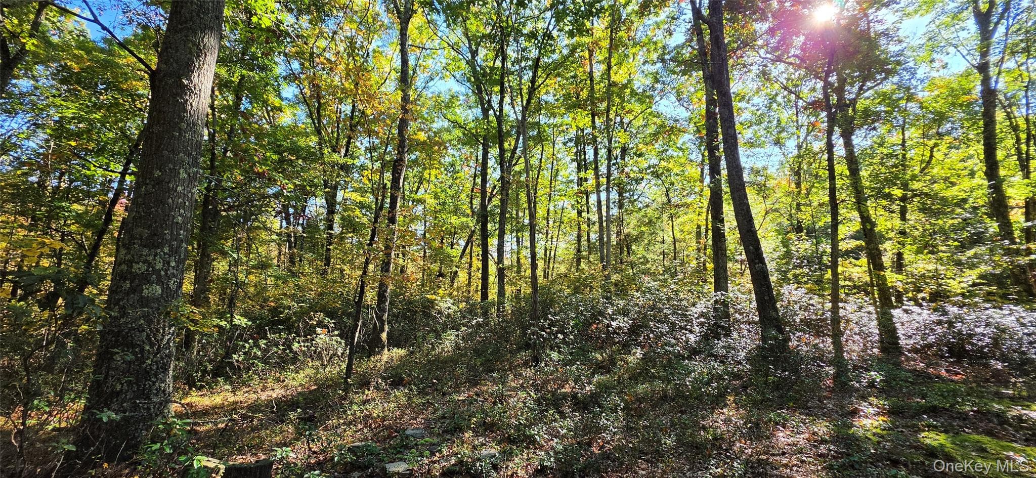 Lot #86 Perry Pond Road thumbnail 5