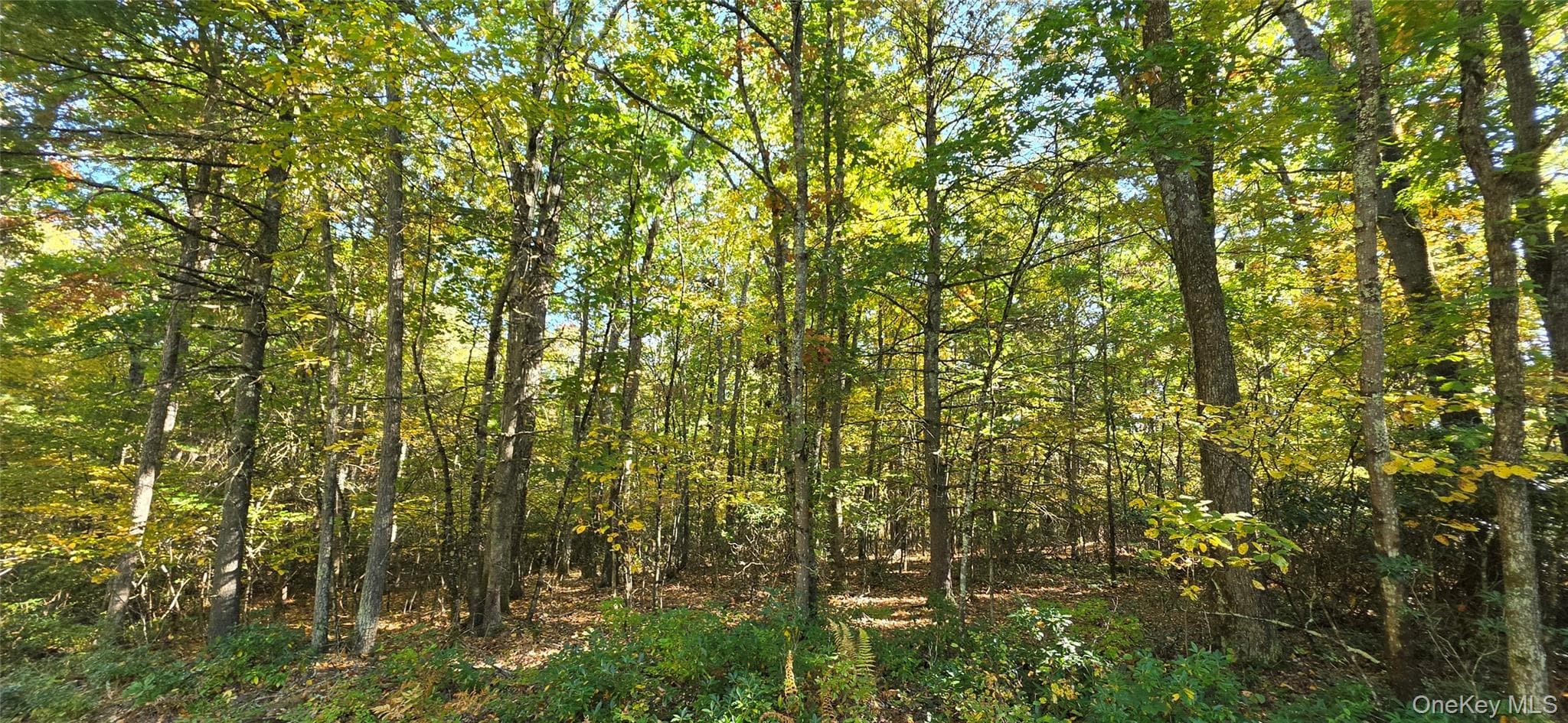 Lot #86 Perry Pond Road thumbnail 9