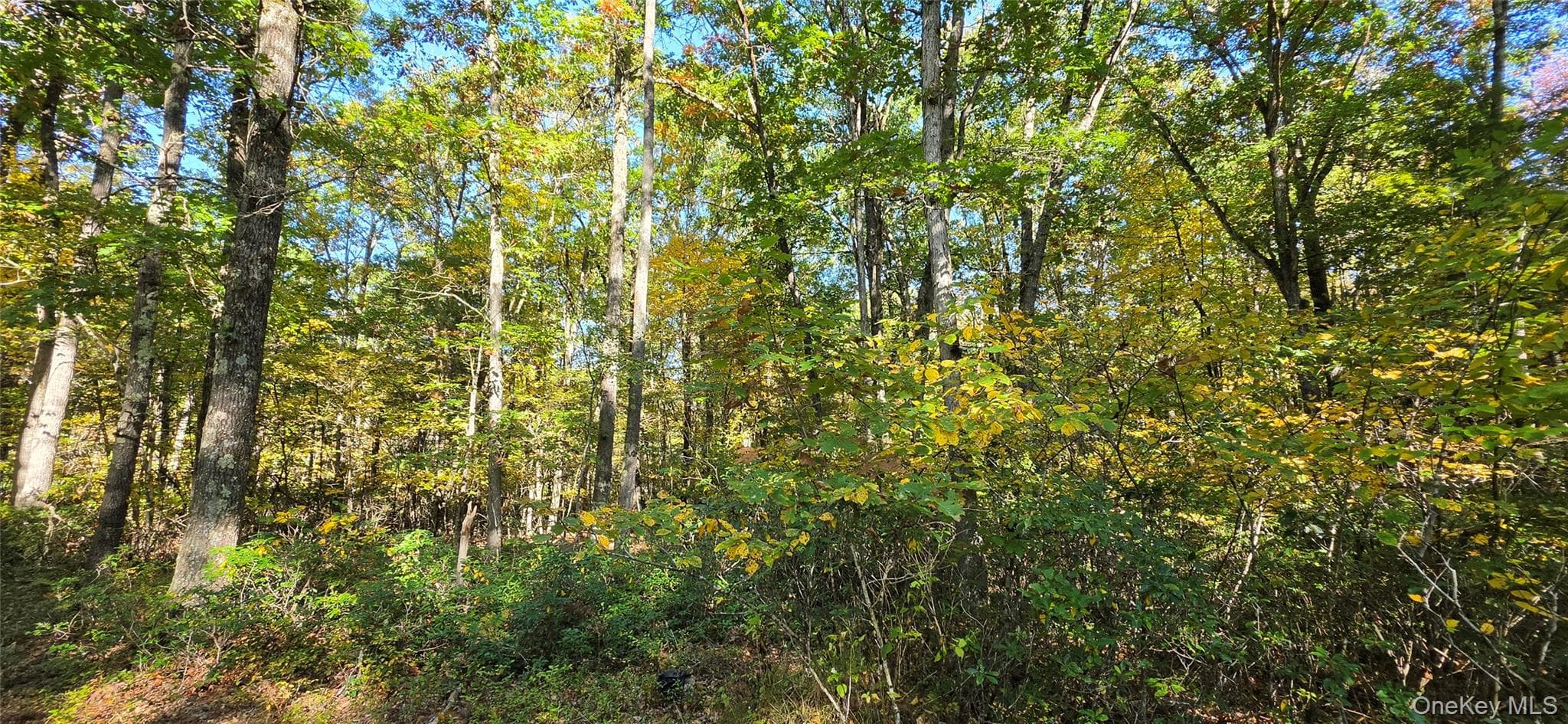 Lot #86 Perry Pond Road thumbnail 6