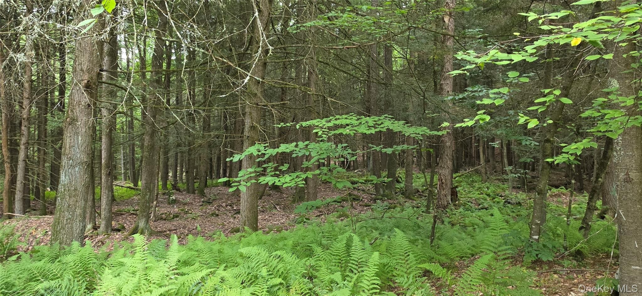 Lot 6 Nys 52 RD thumbnail 4