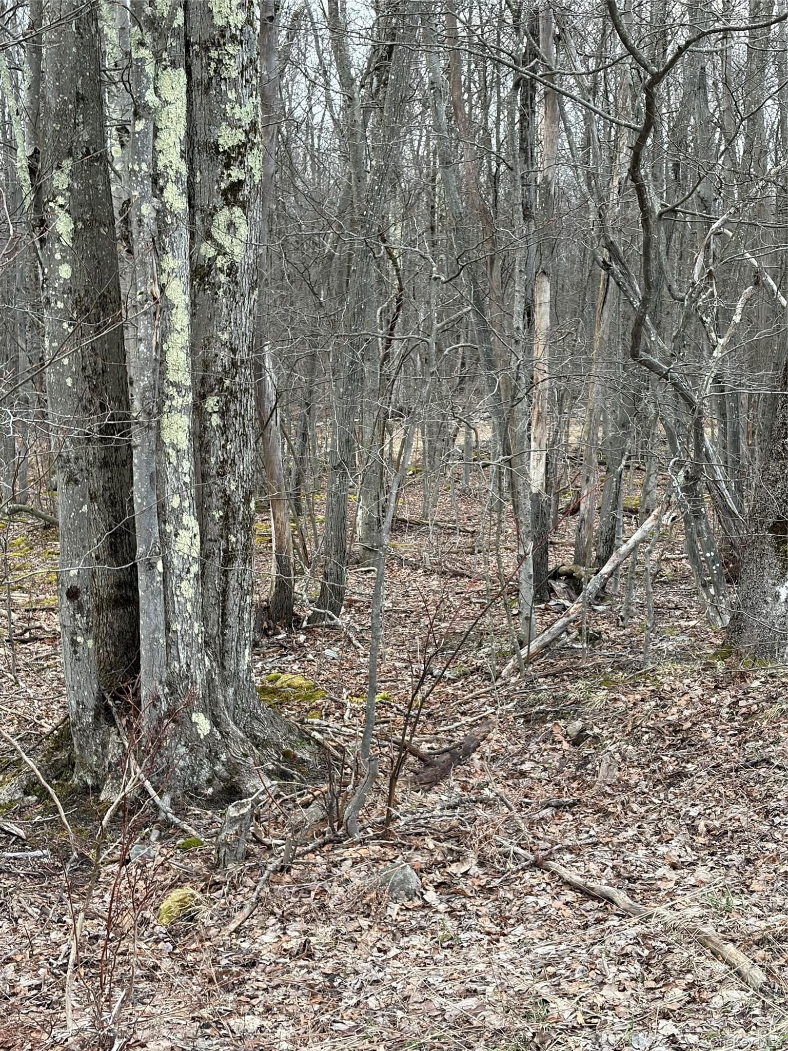 Fox Mountain thumbnail 7