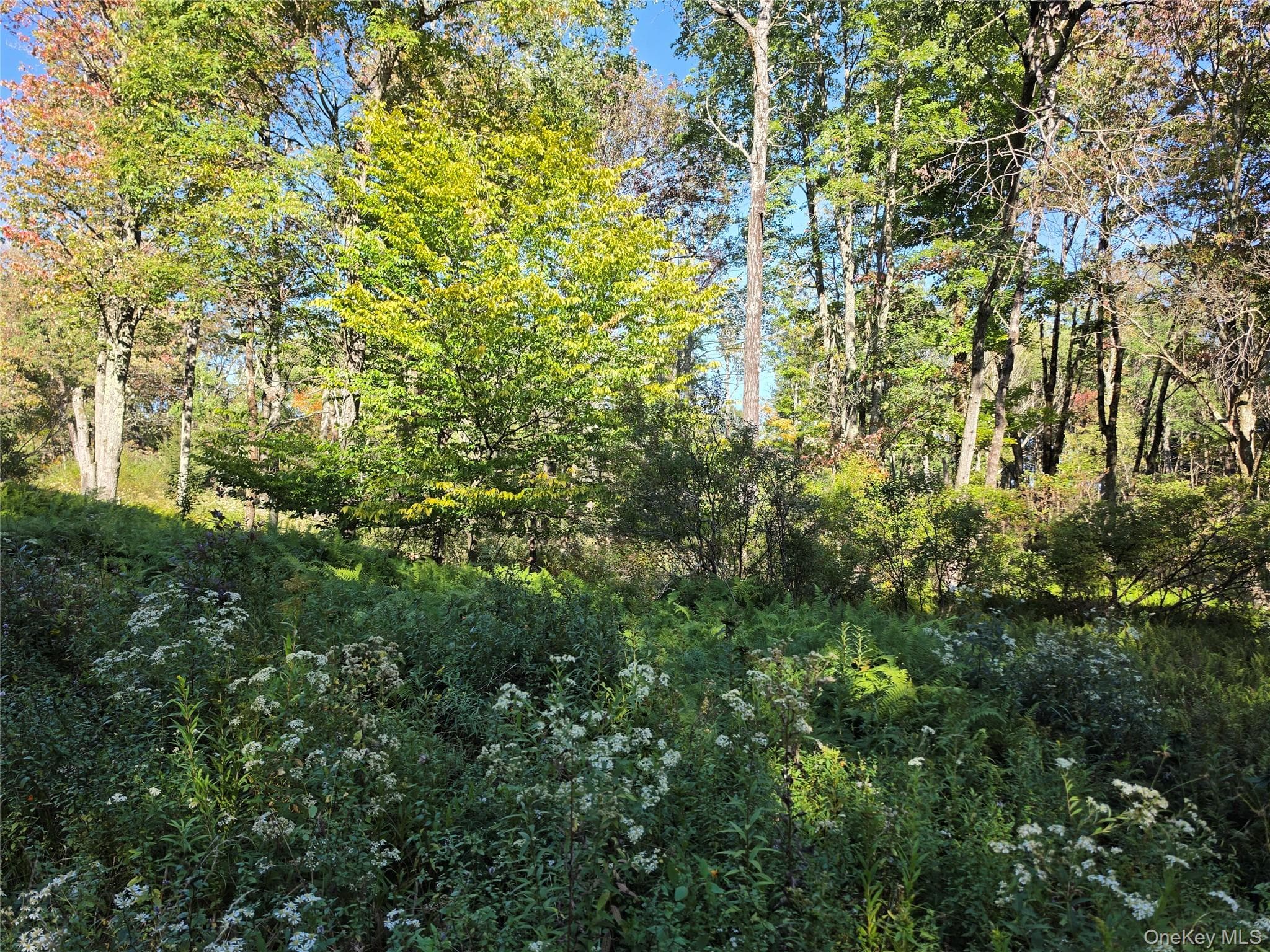 TBD Lily Pond Road thumbnail 13