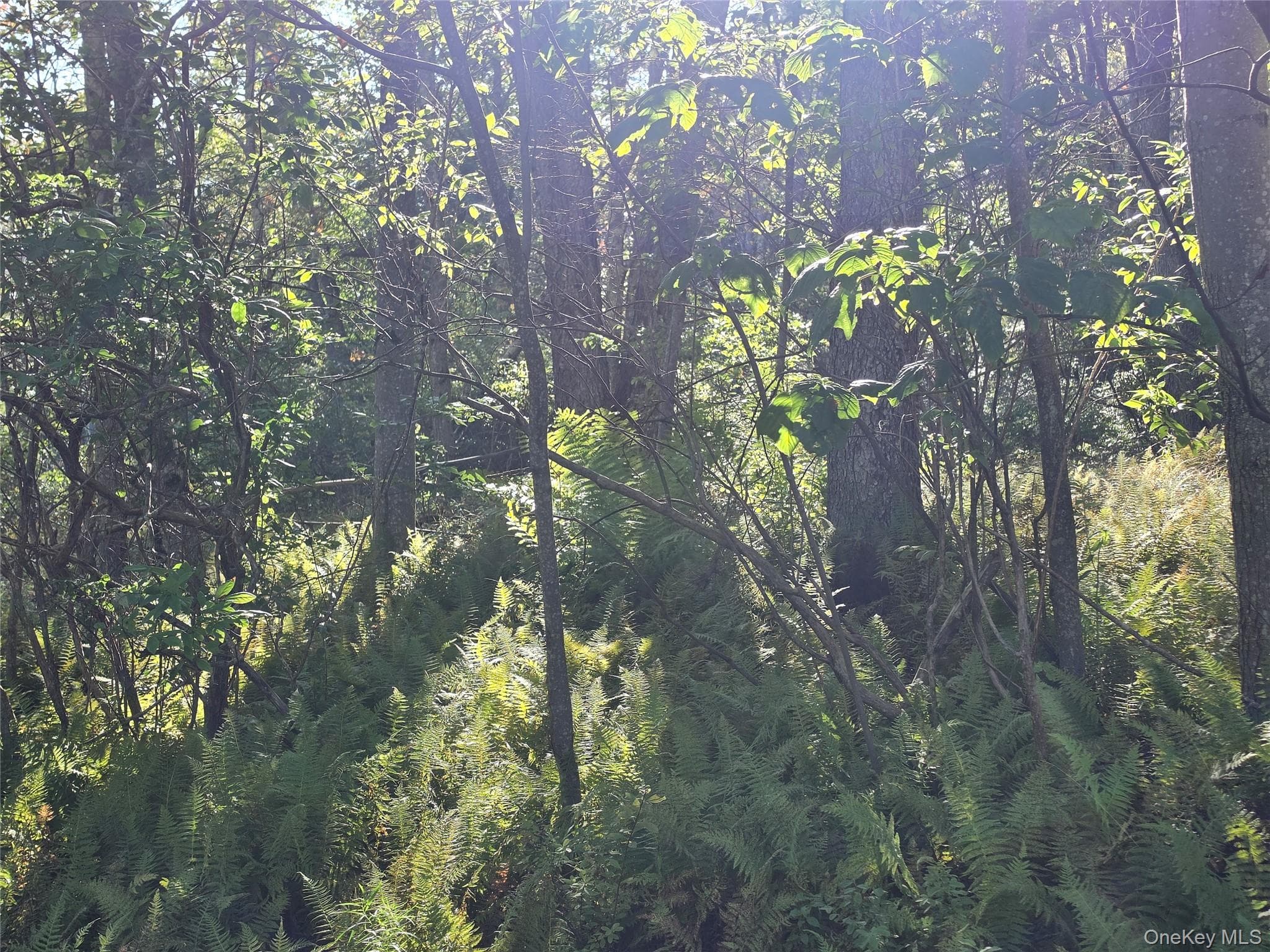 TBD Lily Pond Road thumbnail 24