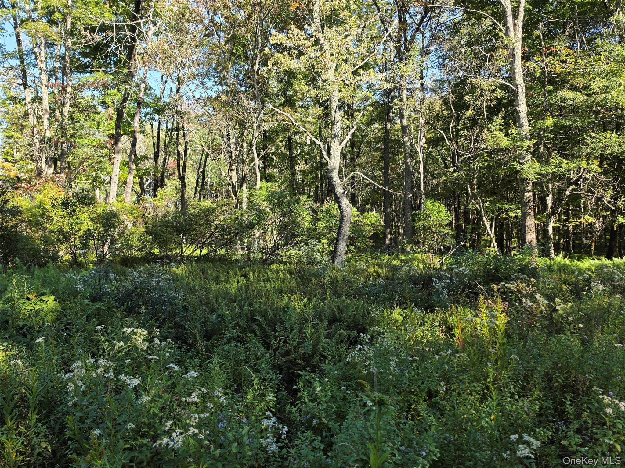 TBD Lily Pond Road thumbnail 25