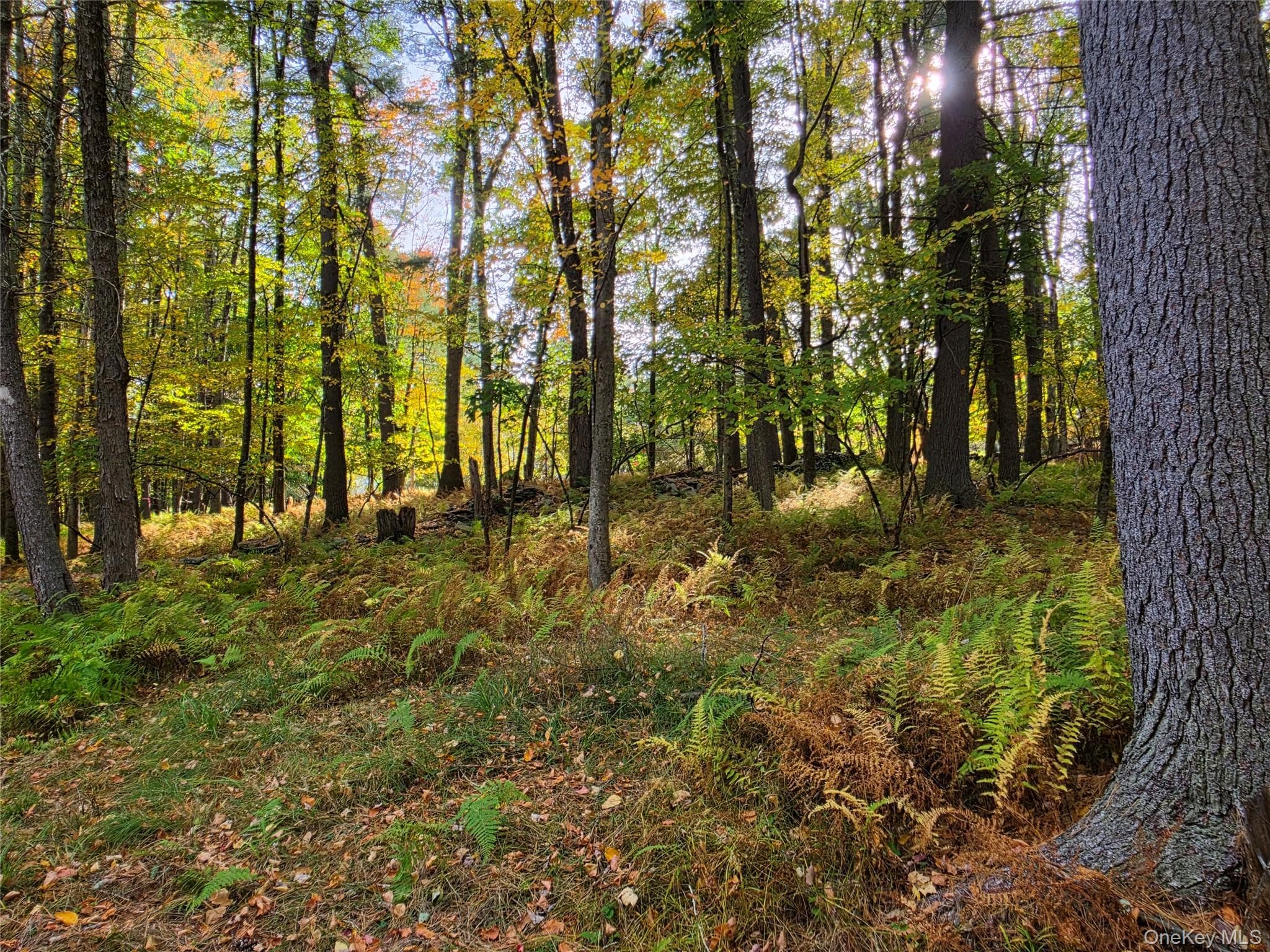 TBD Evergreen Lane thumbnail 35
