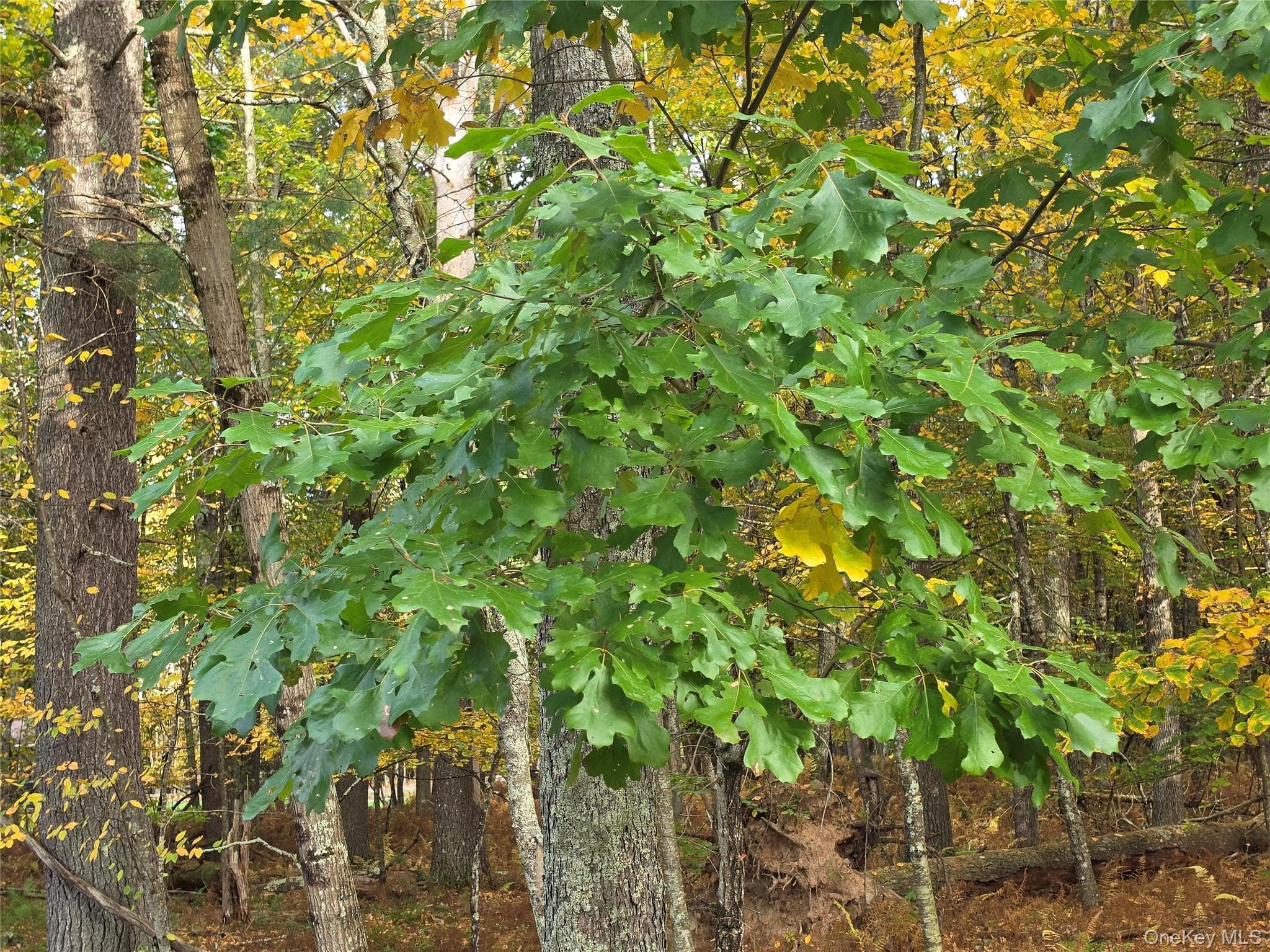 TBD Evergreen Lane thumbnail 16