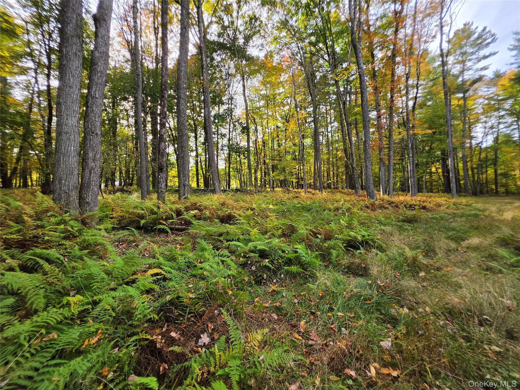 TBD Evergreen Lane thumbnail 38