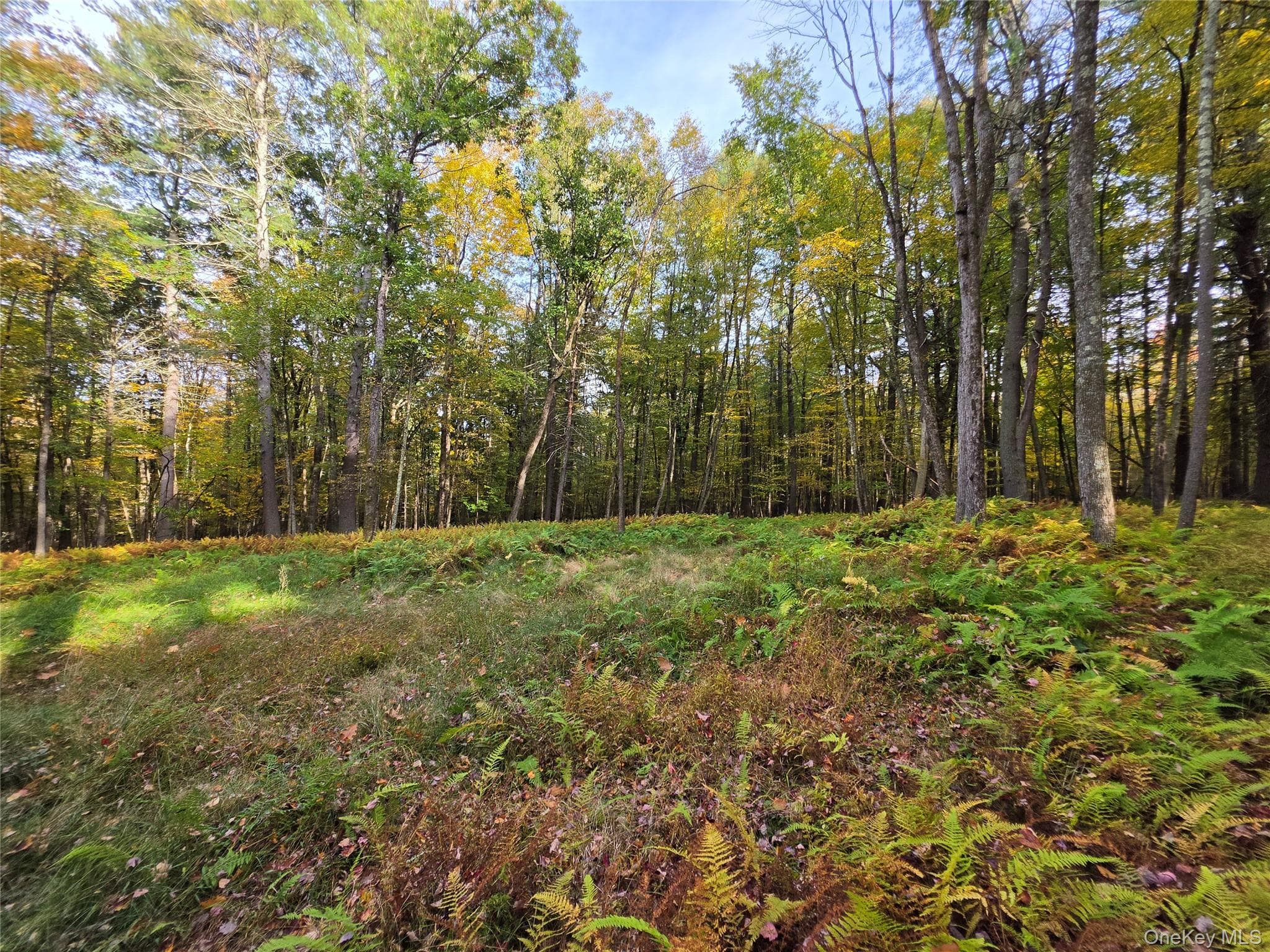 TBD Evergreen Lane thumbnail 11