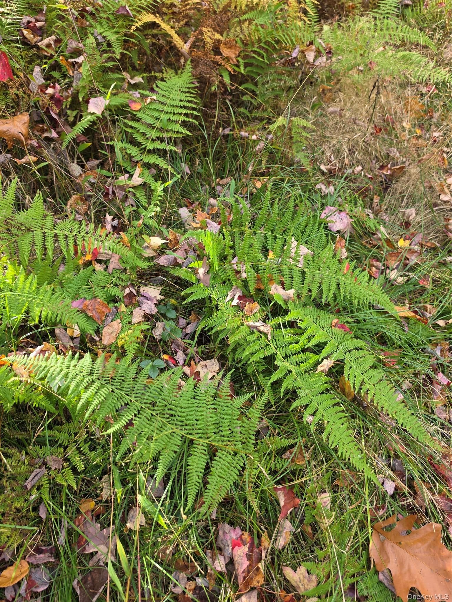 TBD Evergreen Lane thumbnail 34