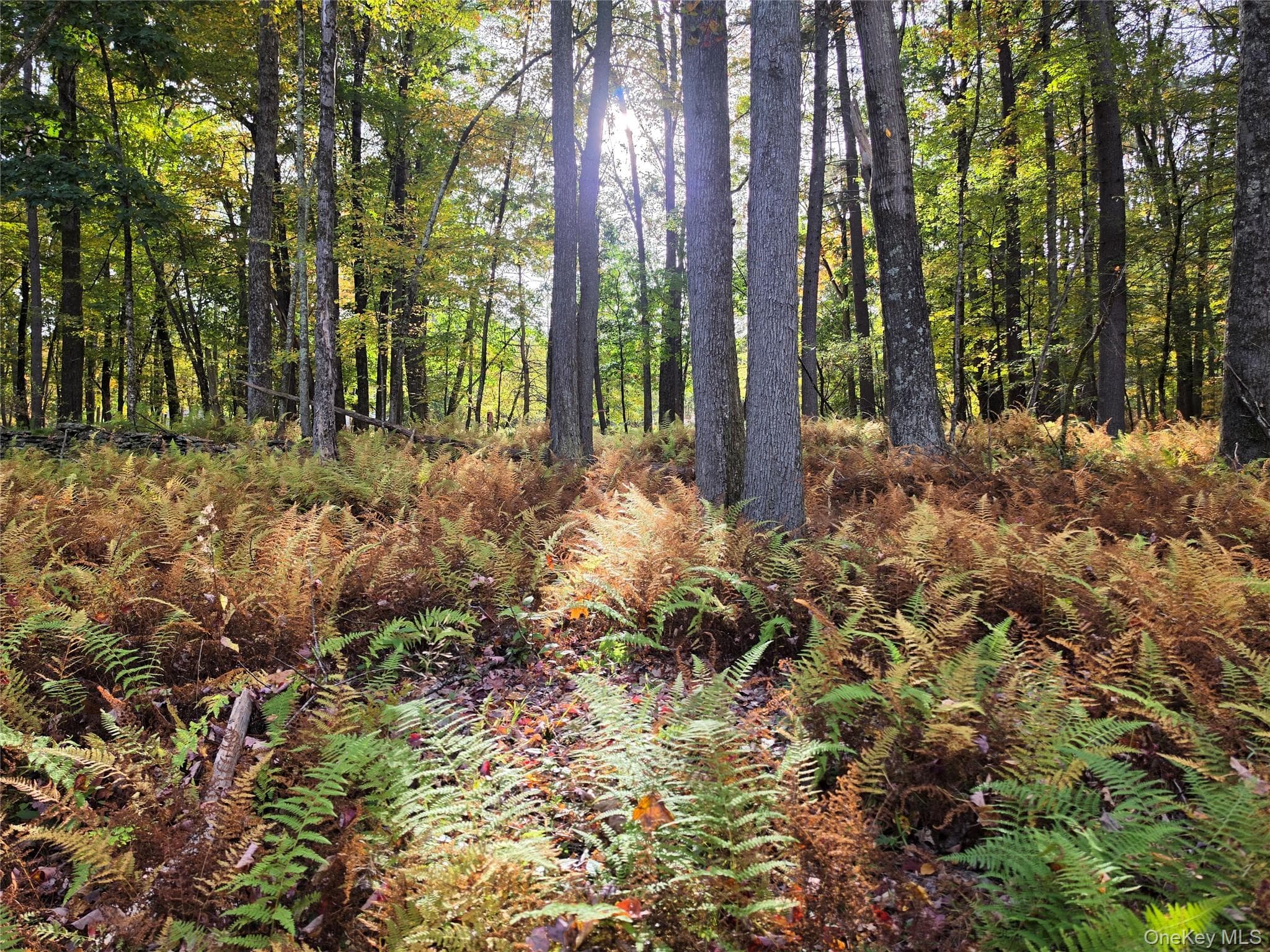 TBD Evergreen Lane thumbnail 33
