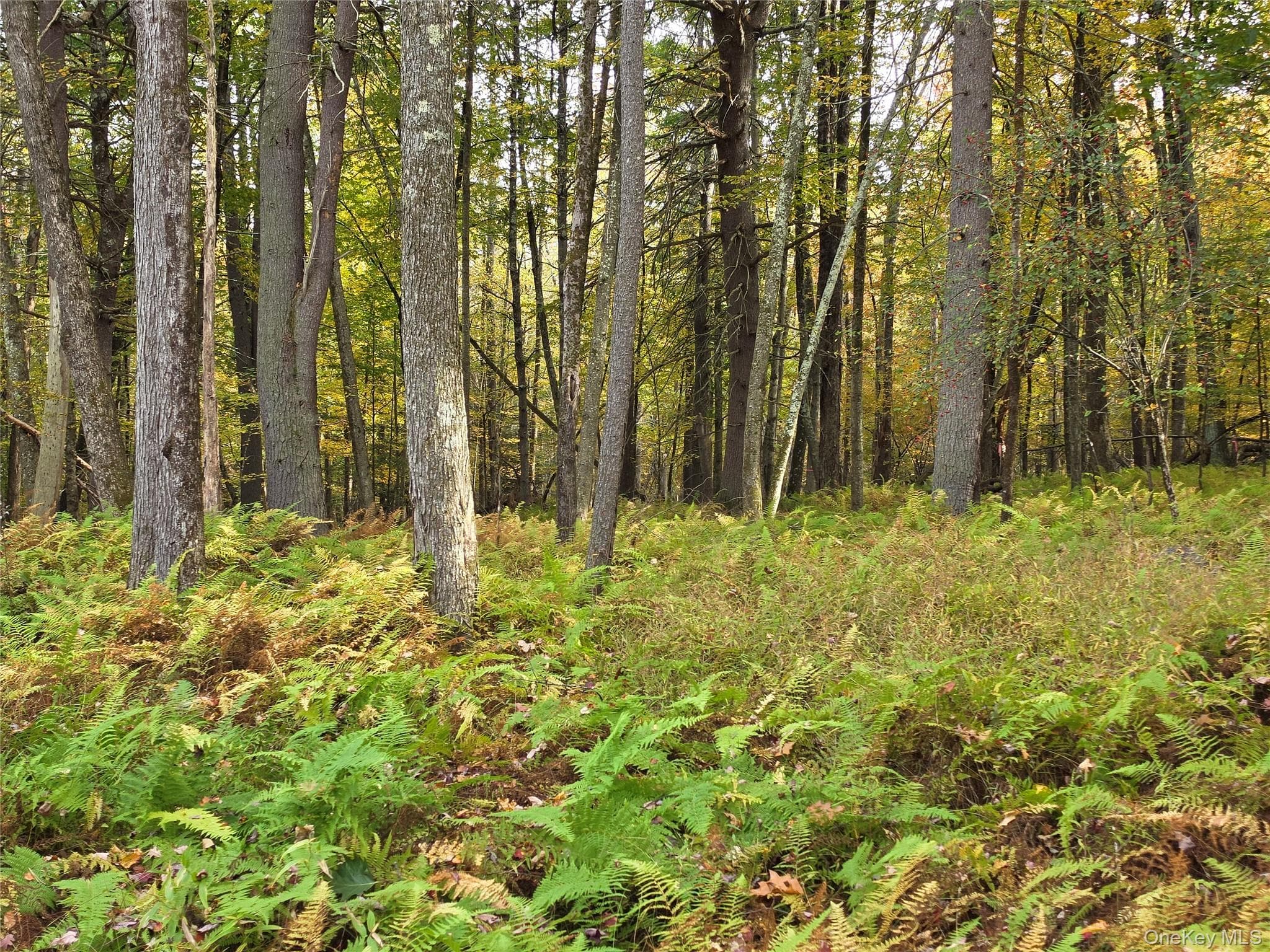 TBD Evergreen Lane thumbnail 3