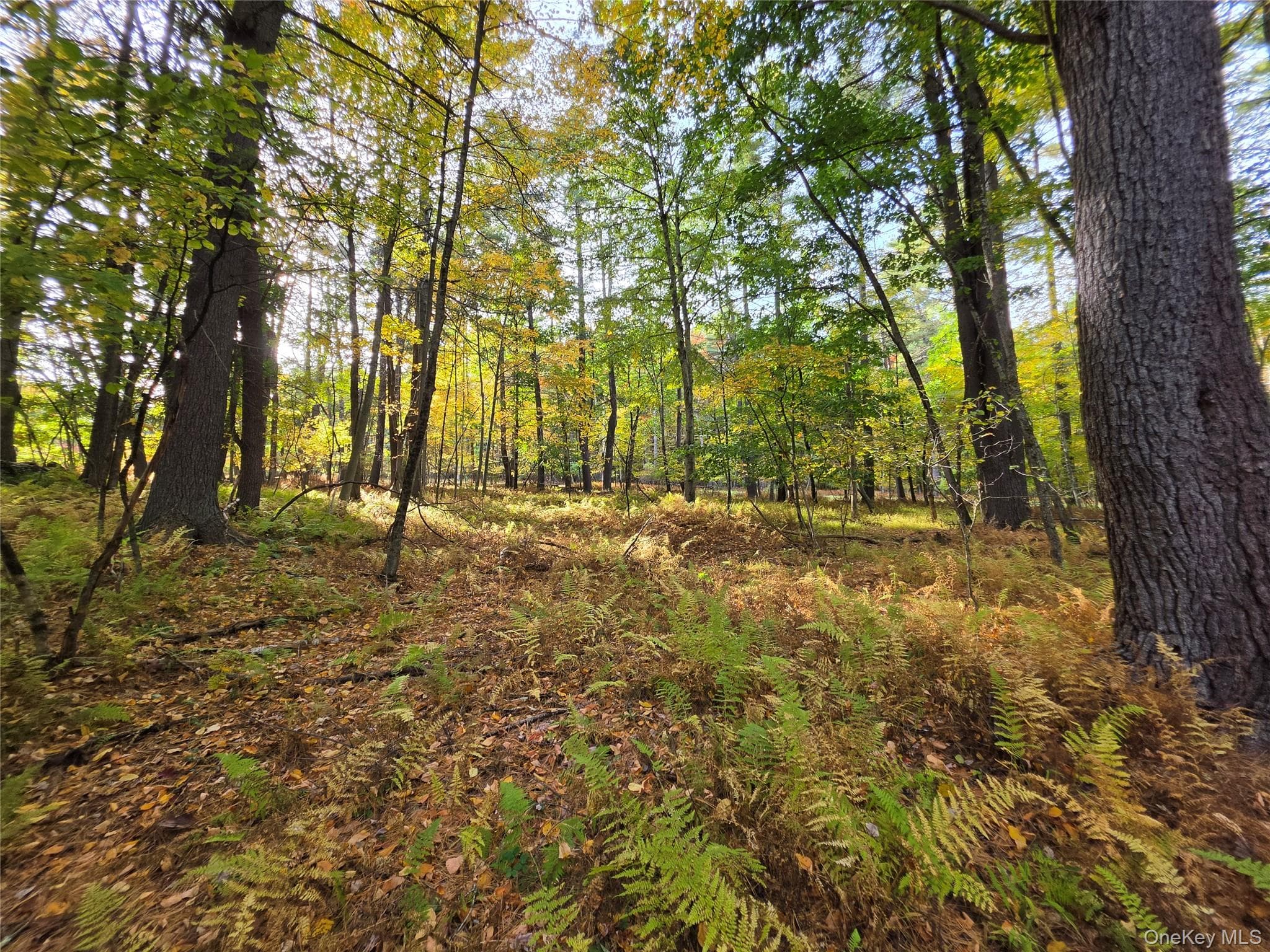 TBD Evergreen Lane thumbnail 19