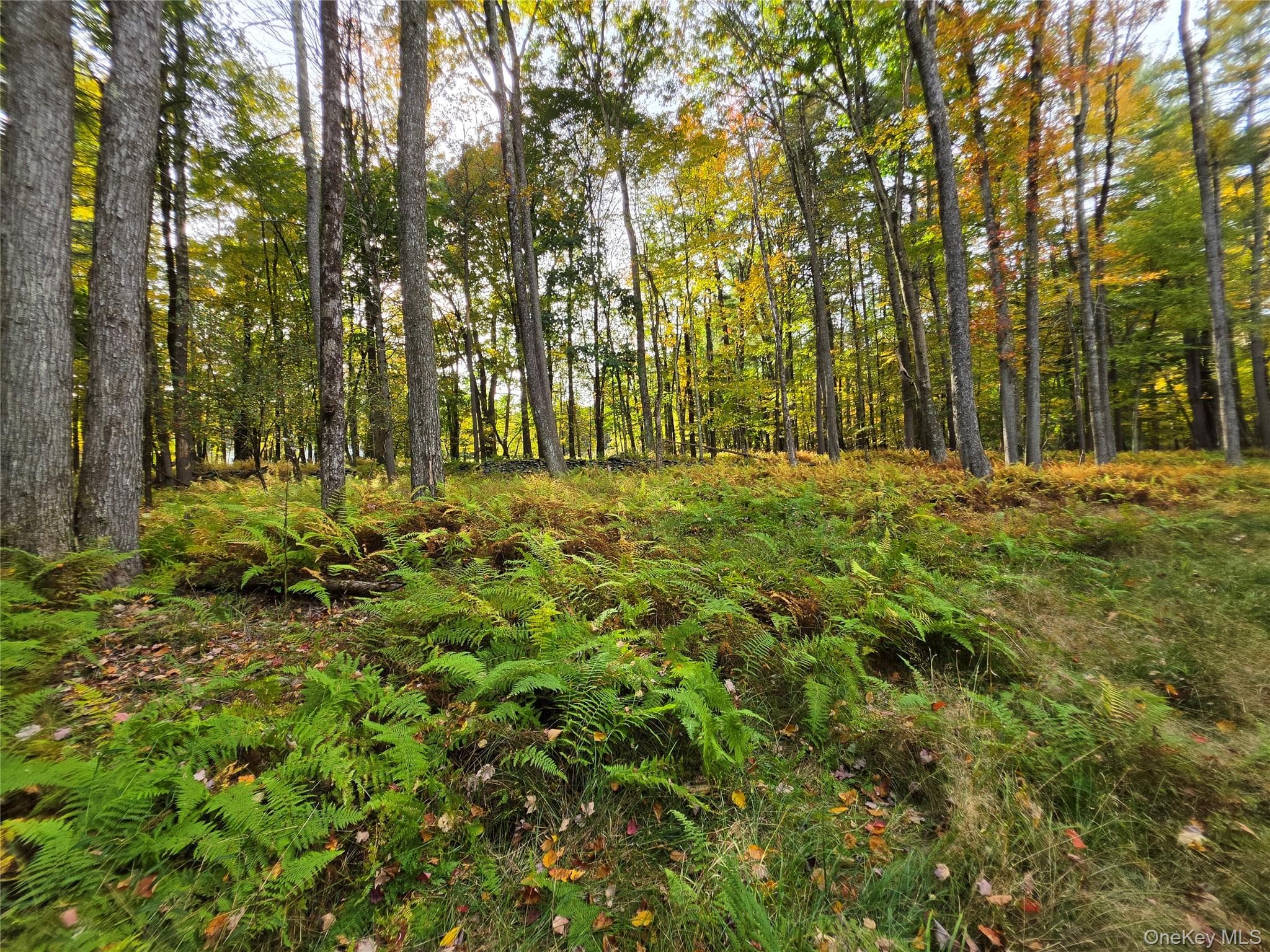 TBD Evergreen Lane thumbnail 37