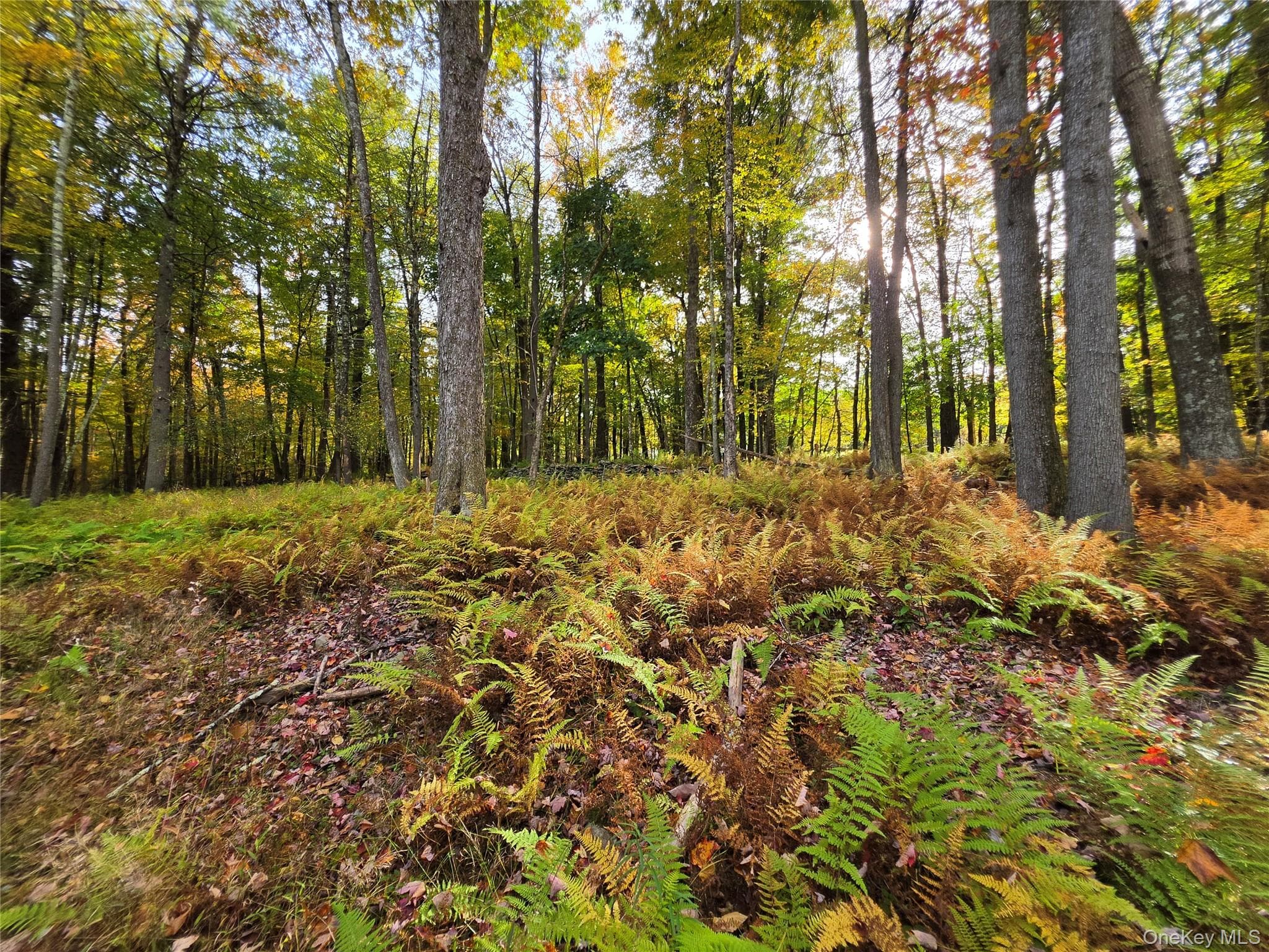 TBD Evergreen Lane thumbnail 24