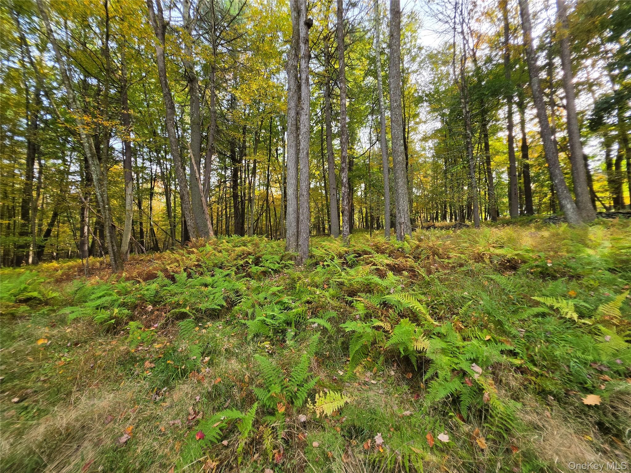 TBD Evergreen Lane thumbnail 36