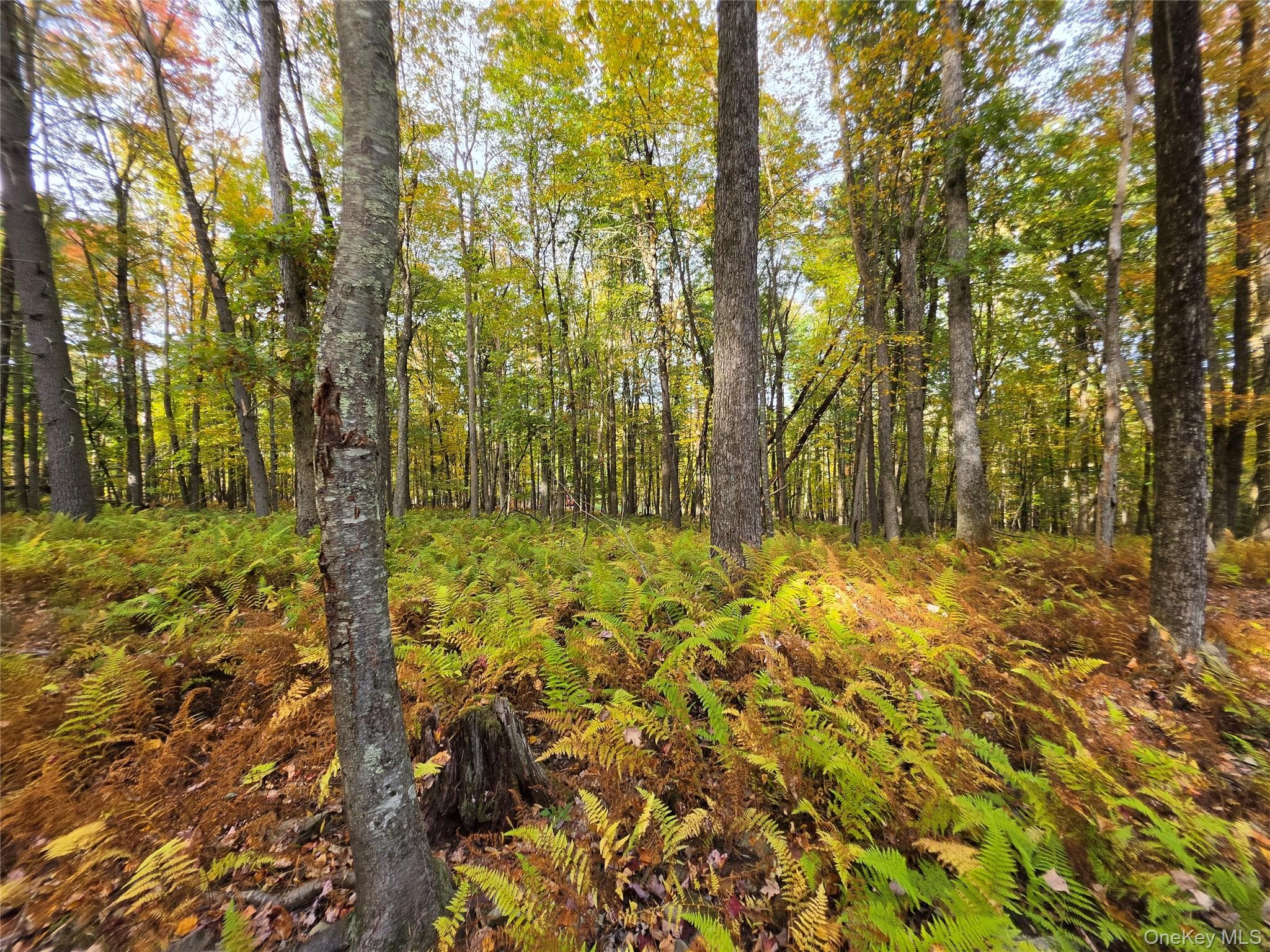 TBD Evergreen Lane thumbnail 26