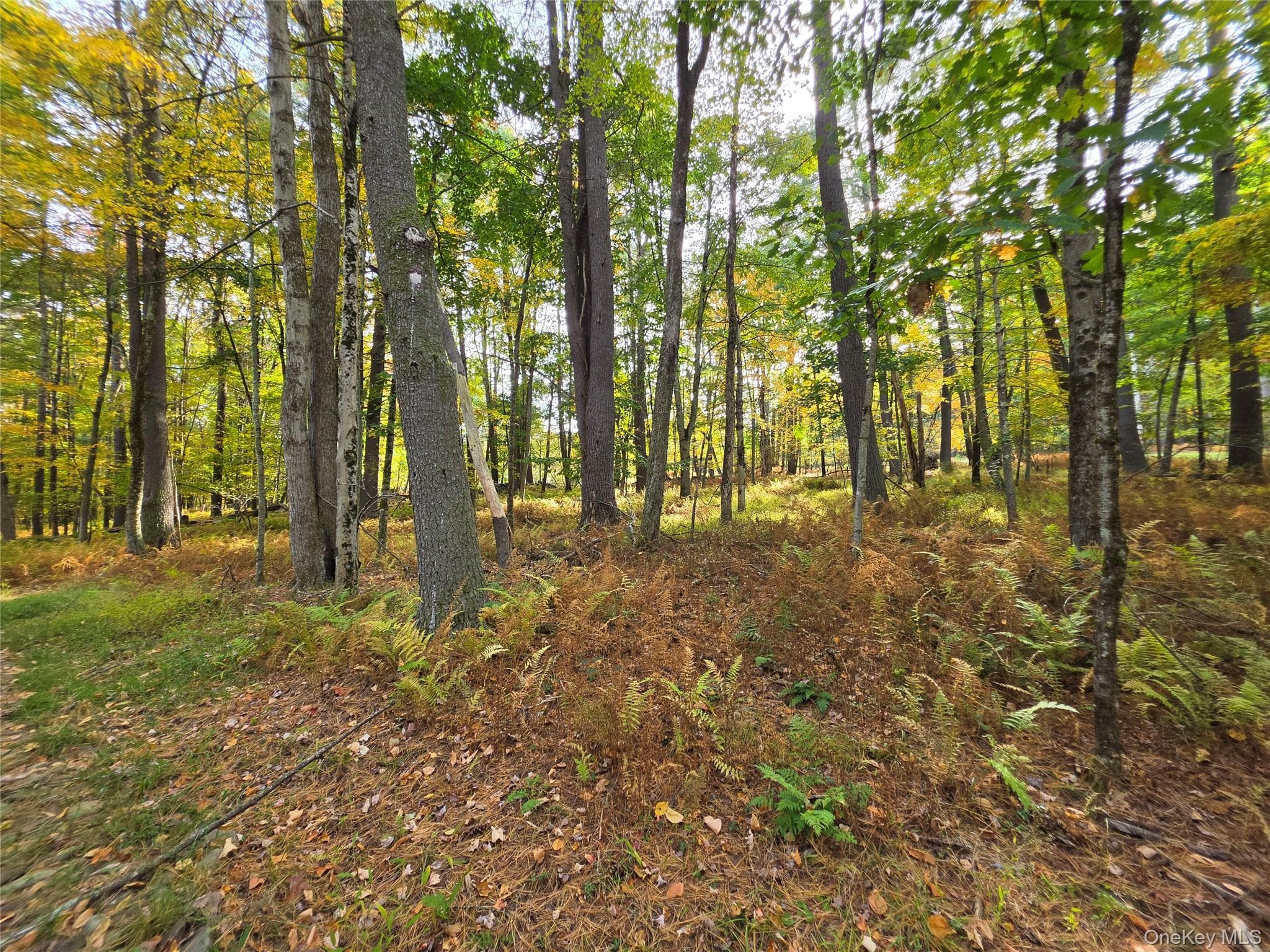 TBD Evergreen Lane thumbnail 28